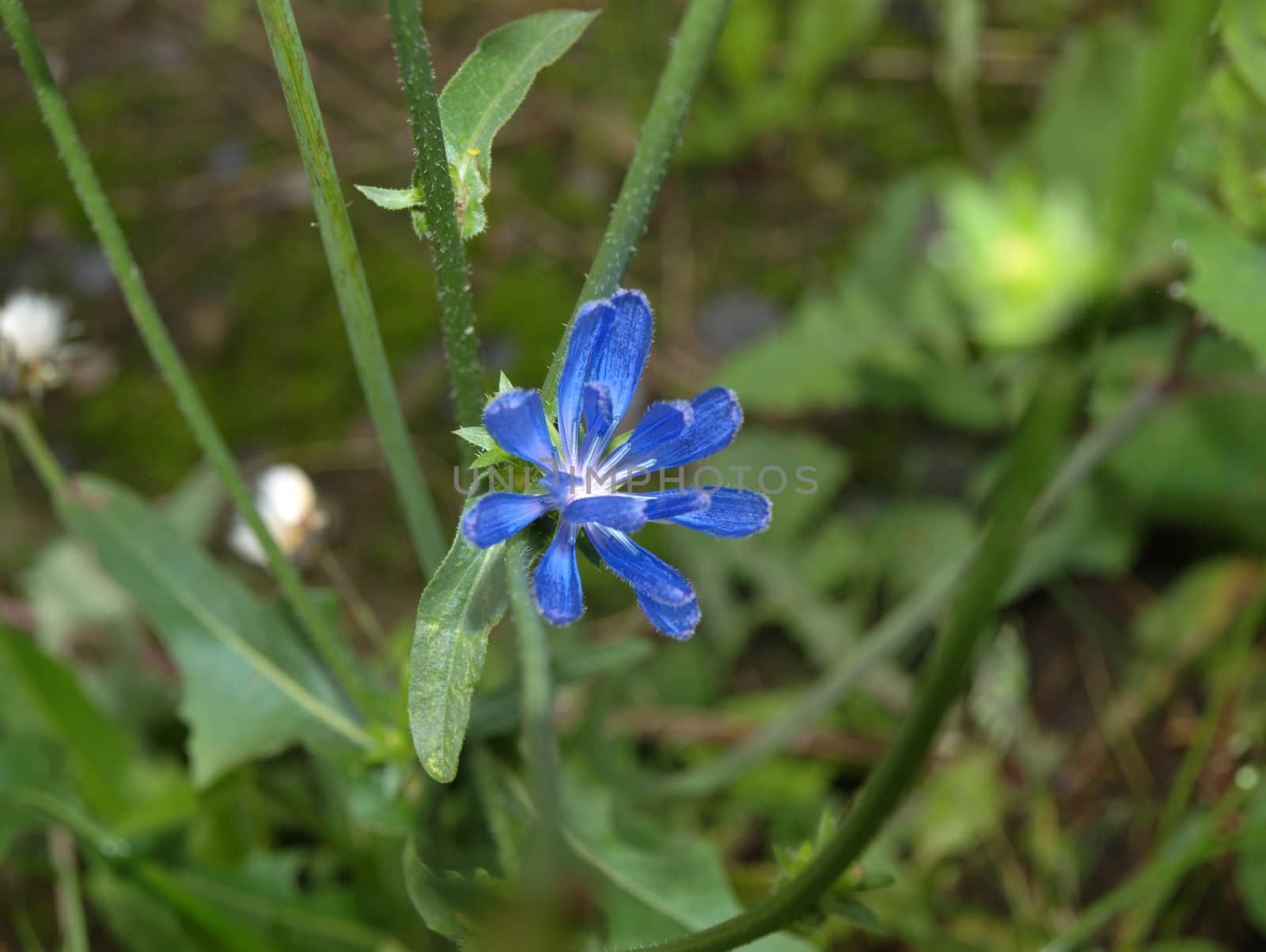blue chicory by renales
