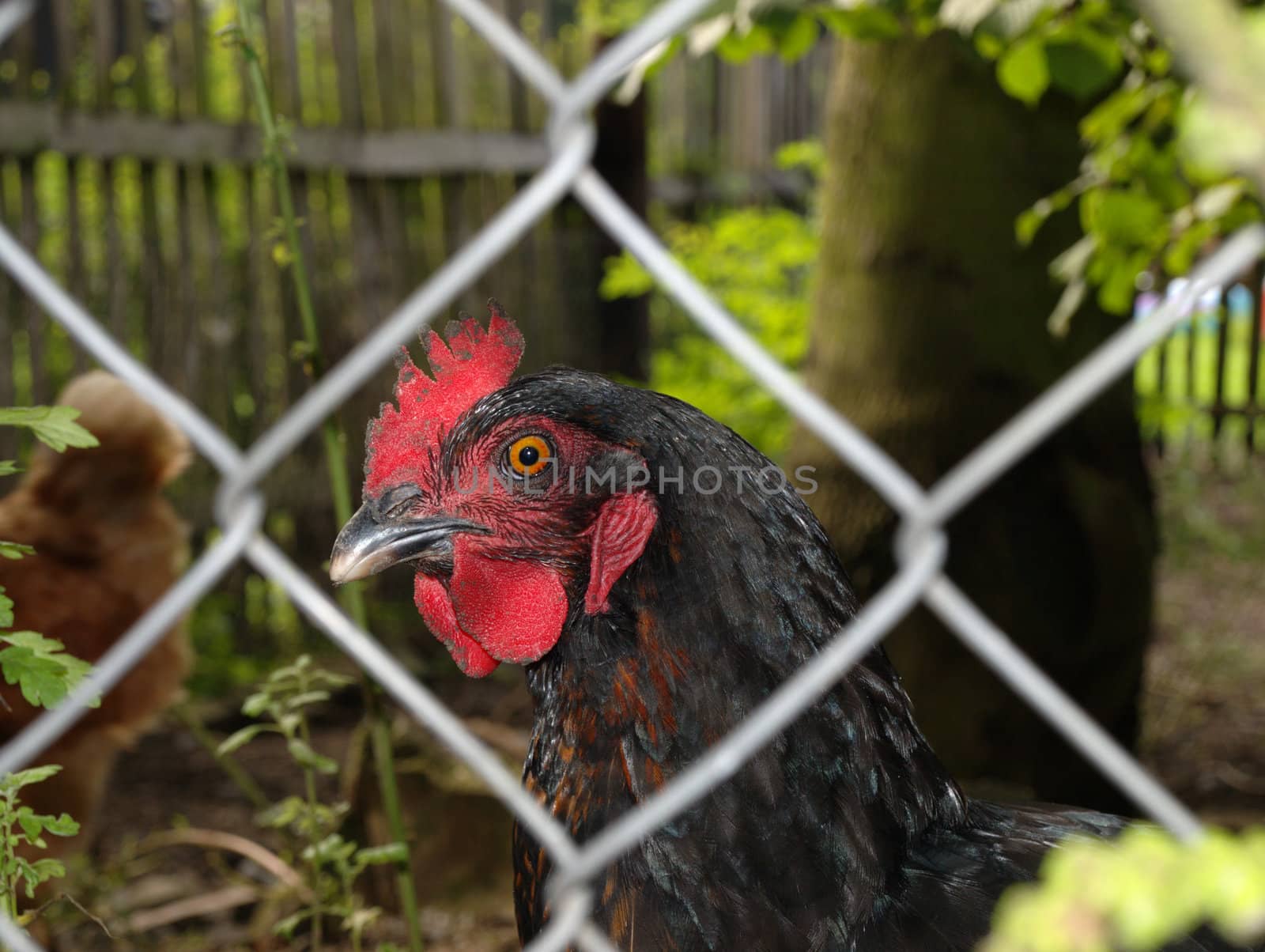 black hen behind the fence by renales