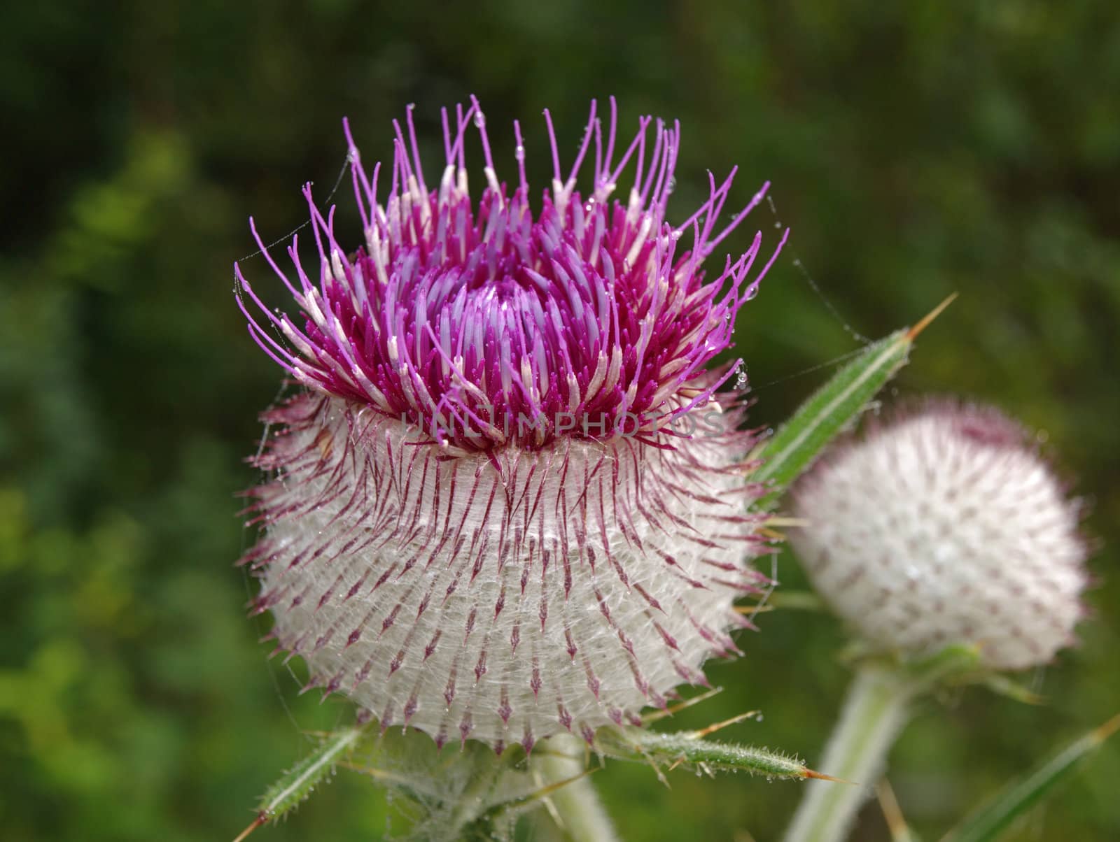 Nice thistle blossom