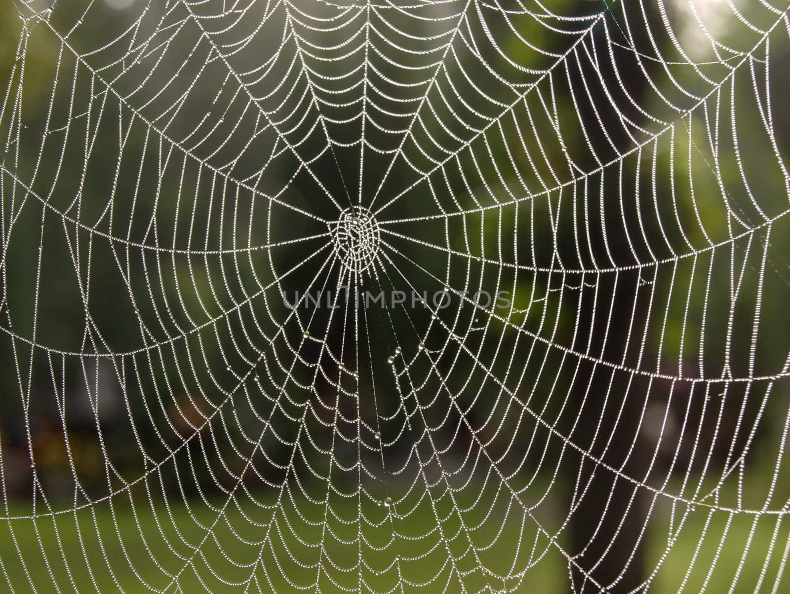 web by renales