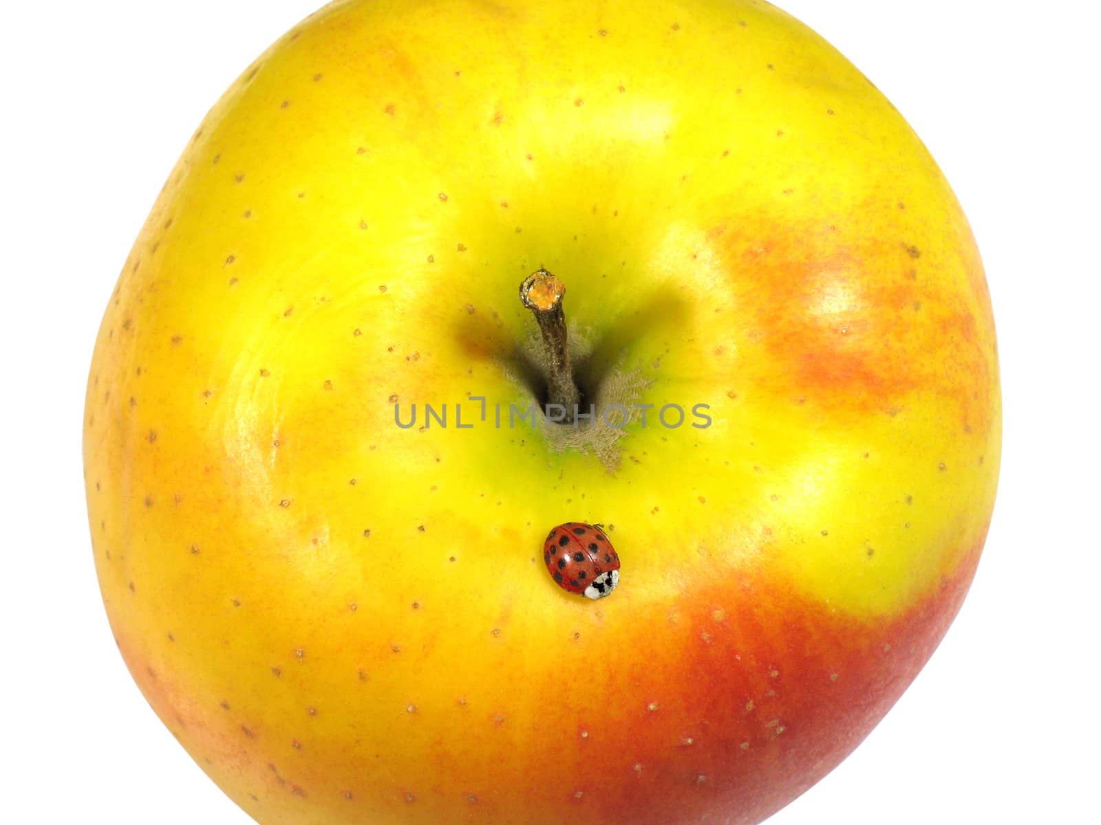 Yellow apple with above a ladybird