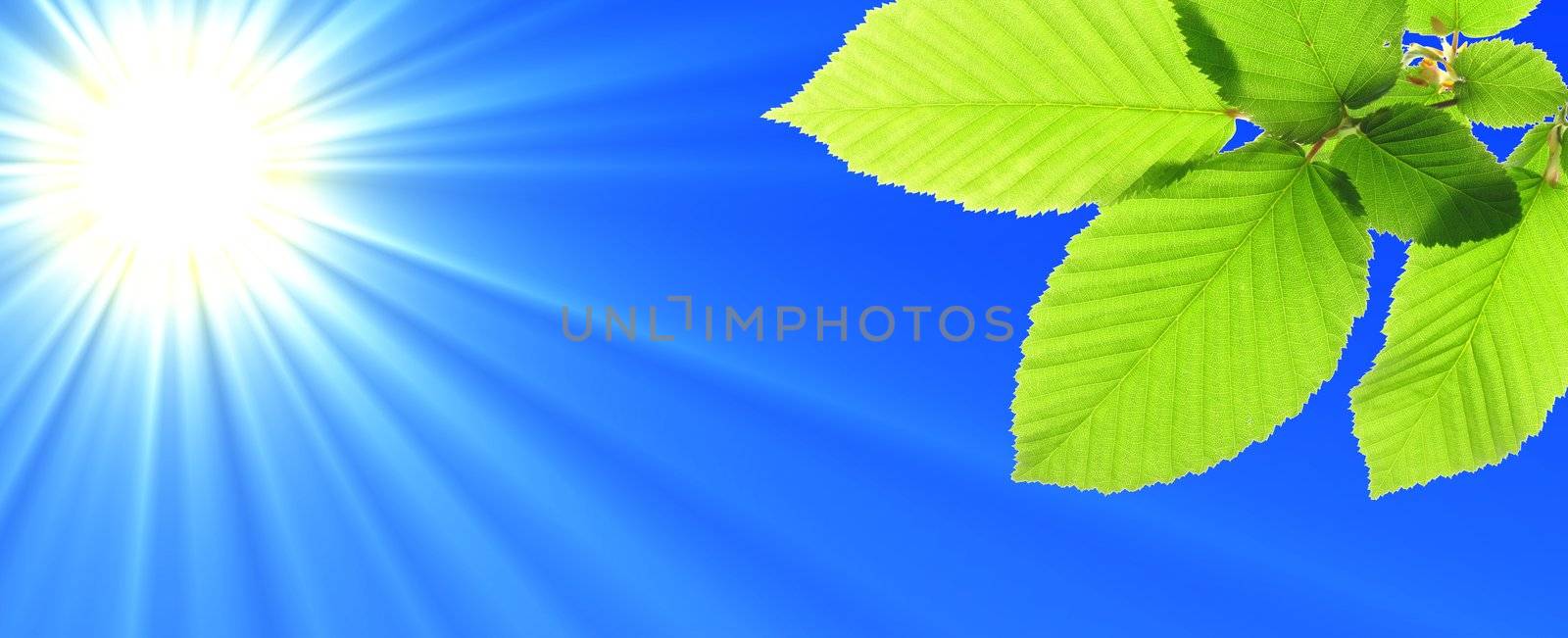 green leaf and blue sky with sun in summer