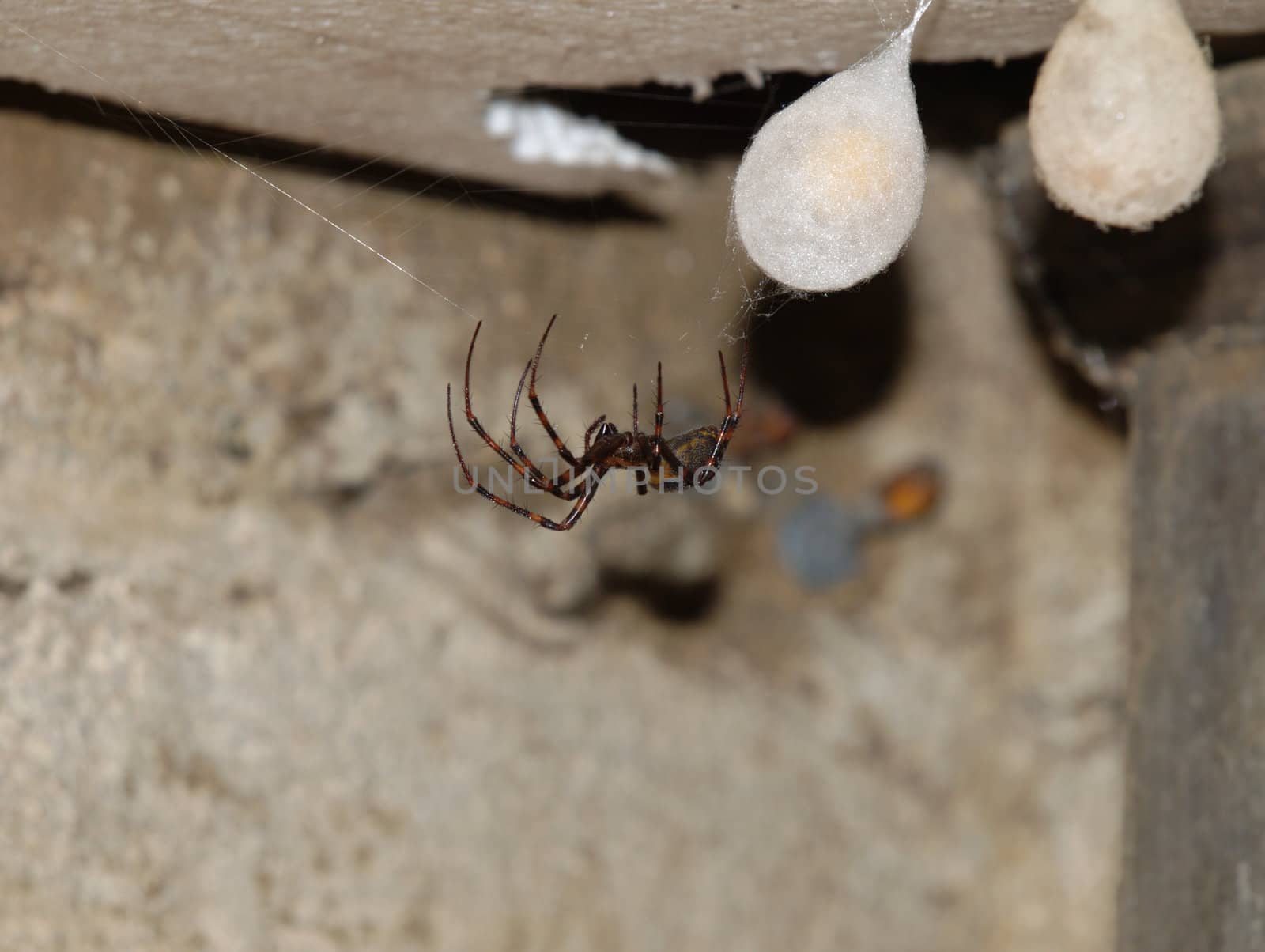 the spider in cellar