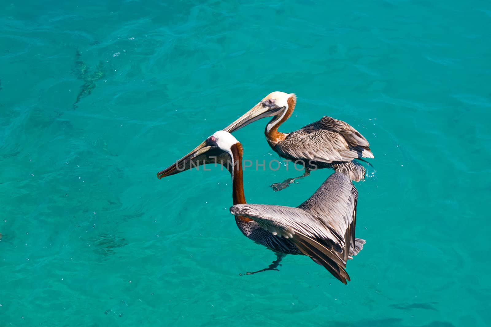 two floating pelican  by karinclaus