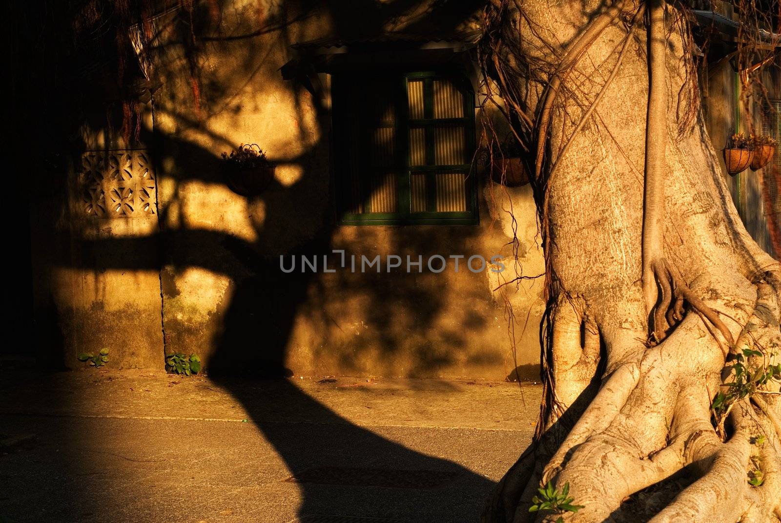 It's a old tree stand font of aged community. Feel unknow power of th shadow.