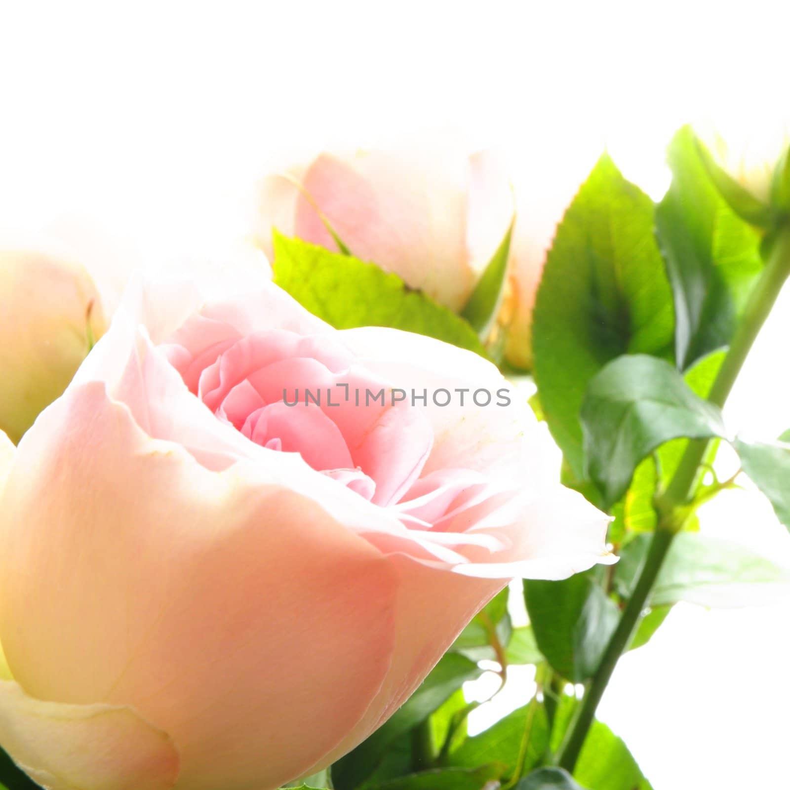 beautyful roses bouquet with copyspace showing love or gift concept