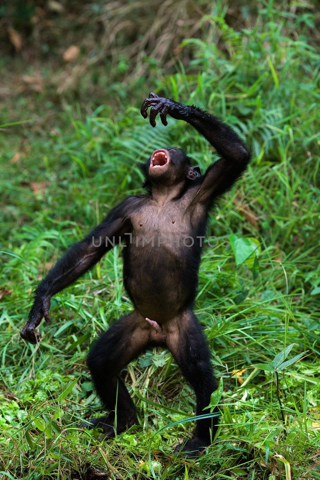 The Bonobo, Pan paniscus, previously called the Pygmy Chimpanzee and less often, the Dwarf or Gracile Chimpanzee, is a great ape and one of the two species making up the genus Pan.