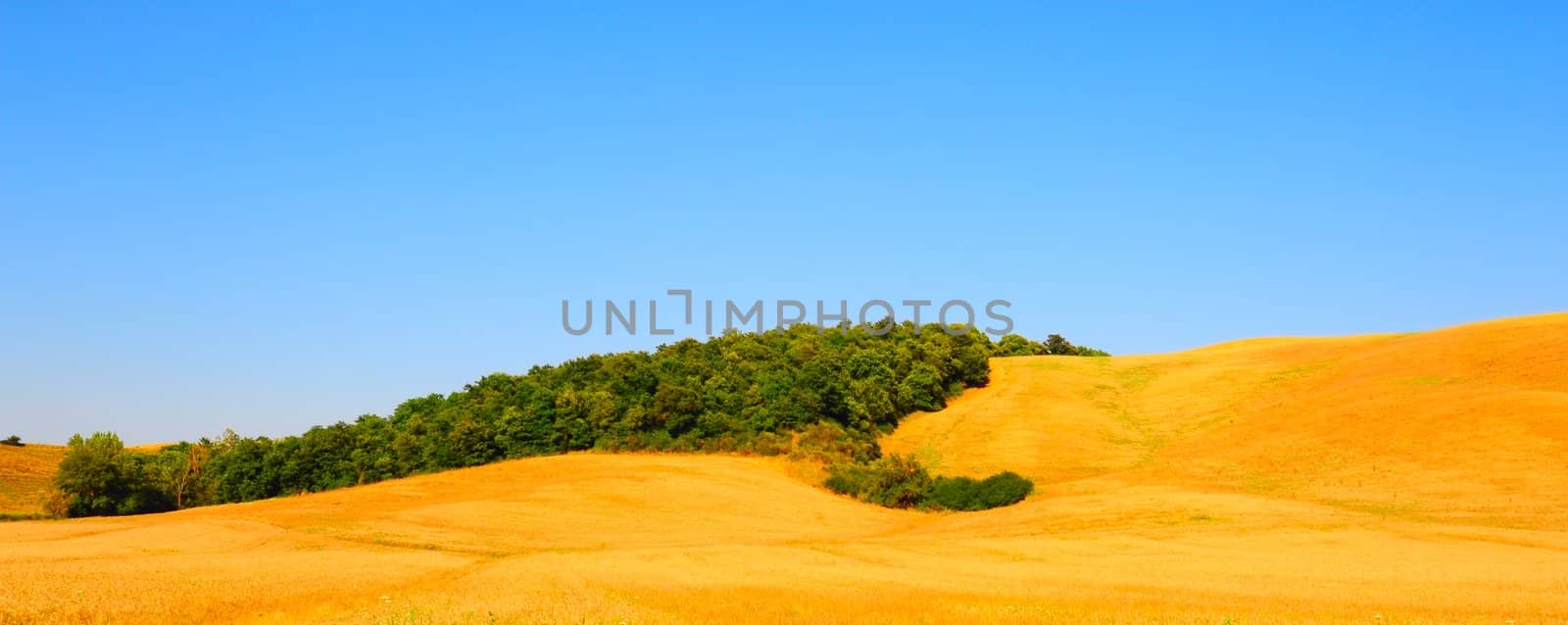 Tuscan Landscape With a Hill Covered With Dry Grass And Green Grove