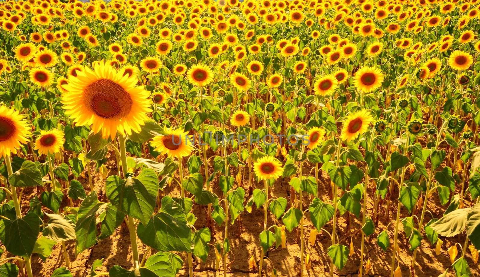 Close-up Of The Big Sunflower In a Field