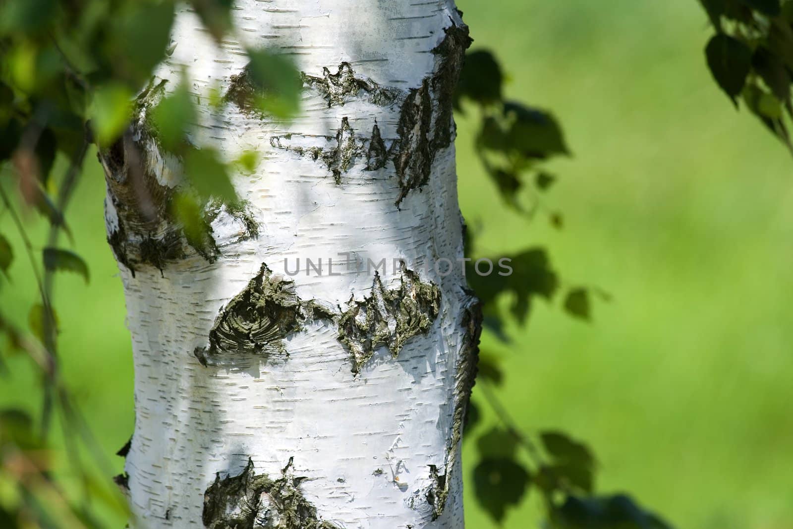 close up of birch trunk in green