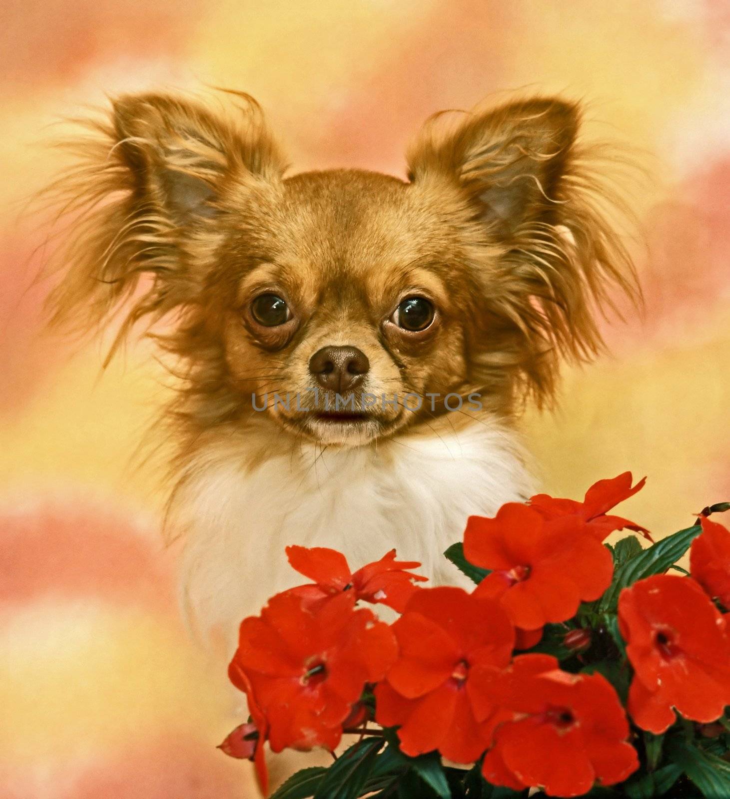chihuahua with a fed flowers