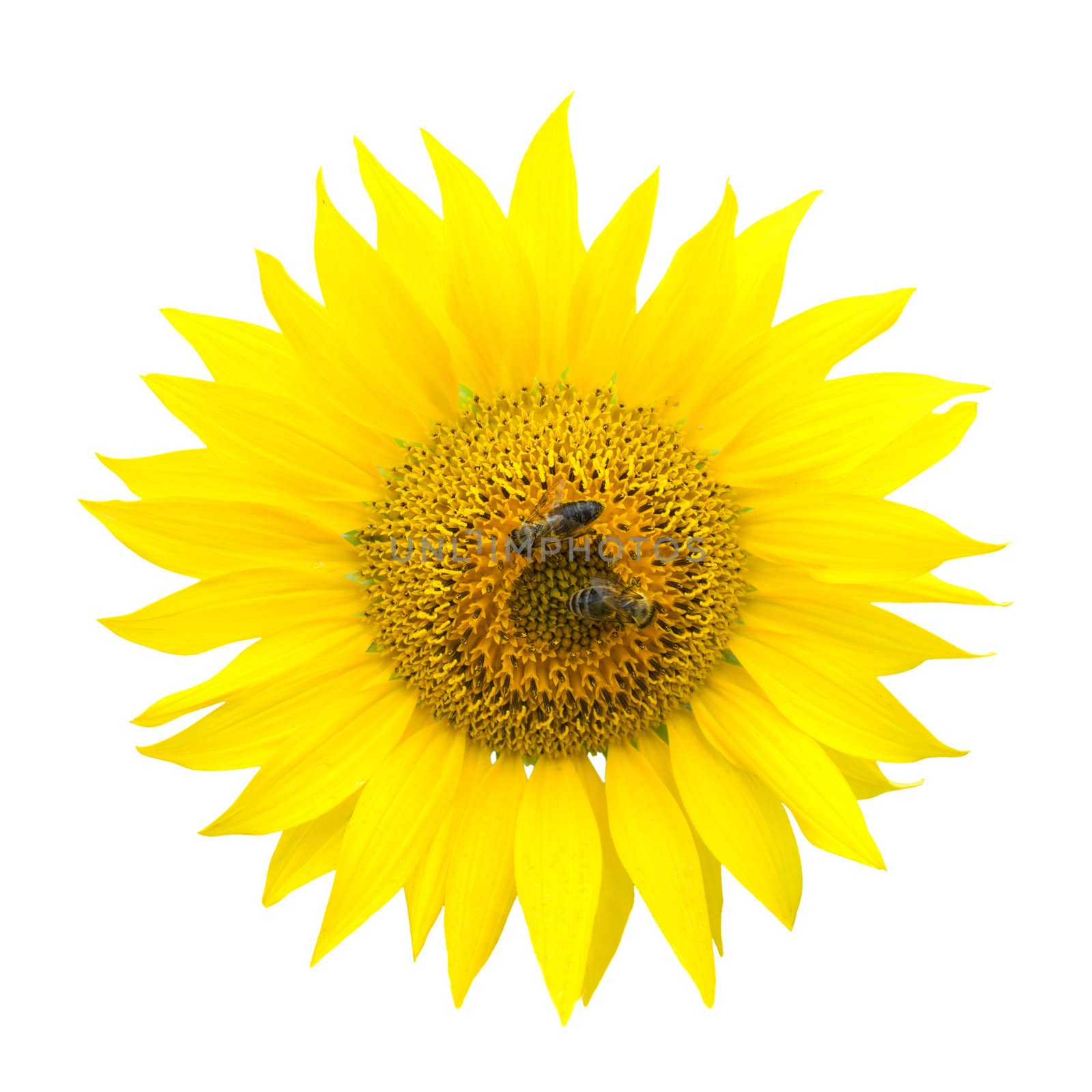 Two bees on a sunflower. Object on the white background.