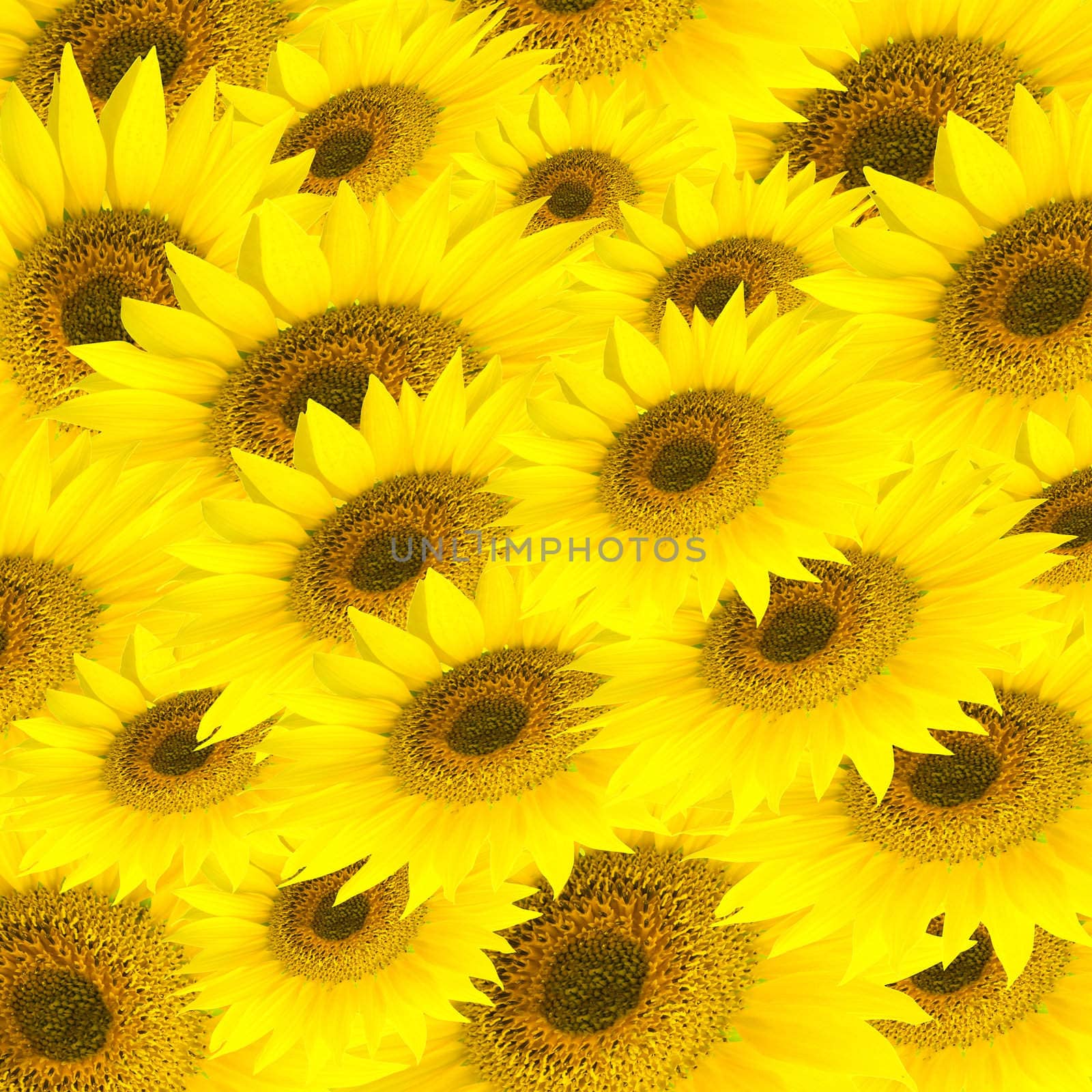 Sunflower's background