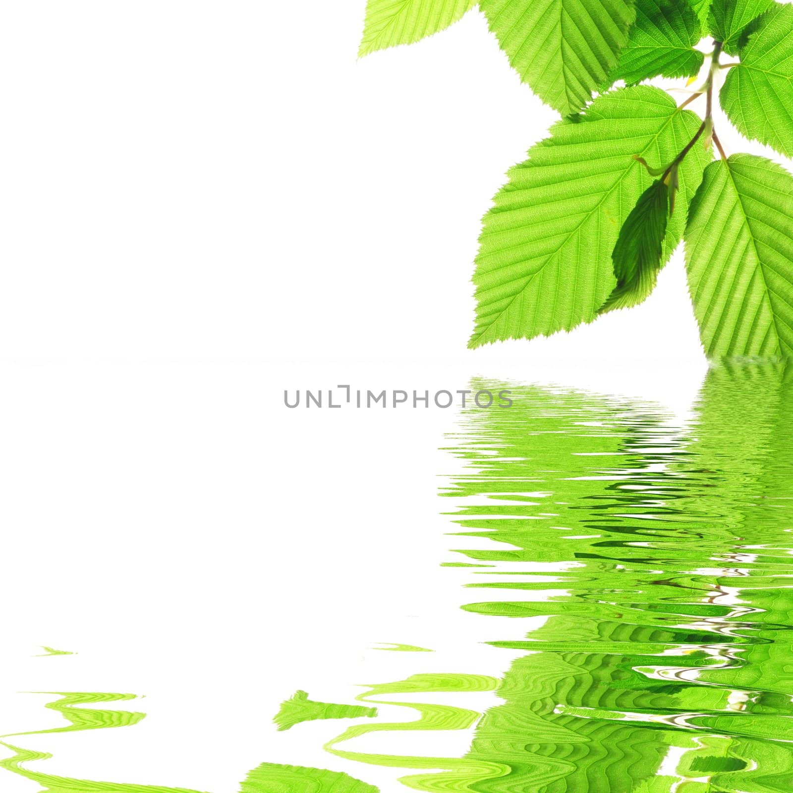 summer spring or ecology concept with green leaves and water