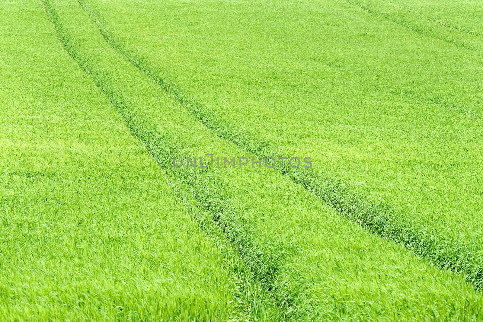 lines in green field