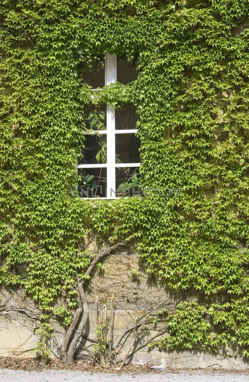 wall owergrown by vine leafs