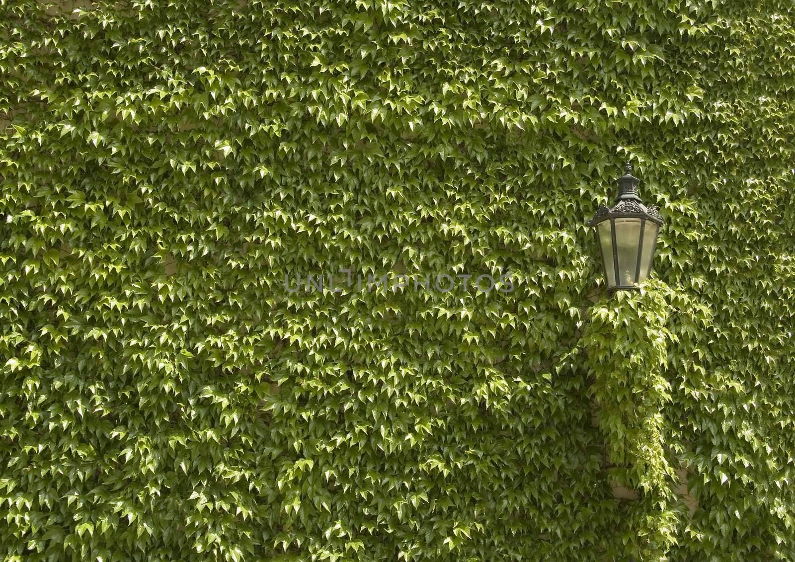 green wall with a lamp