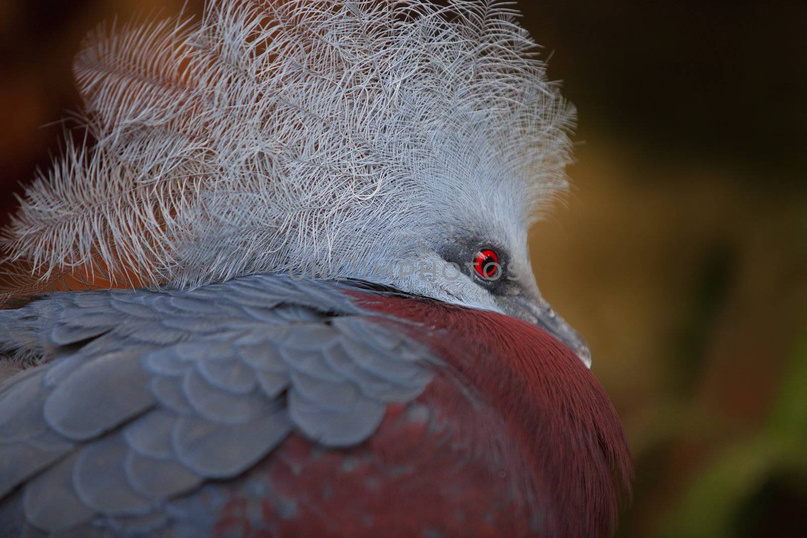 Southern Crowned Pigeon in the wild, Indonesia