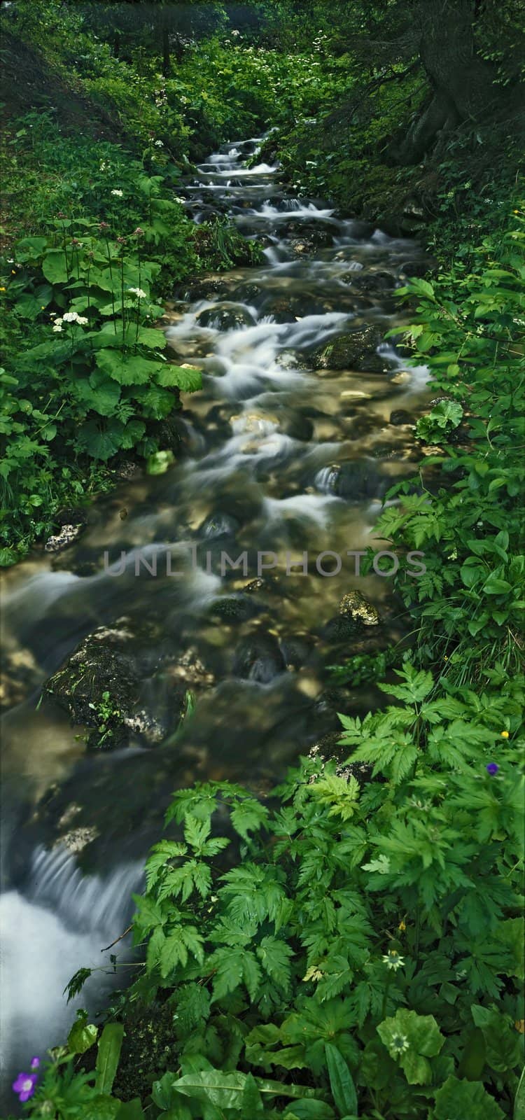 mountain brook in green growth 