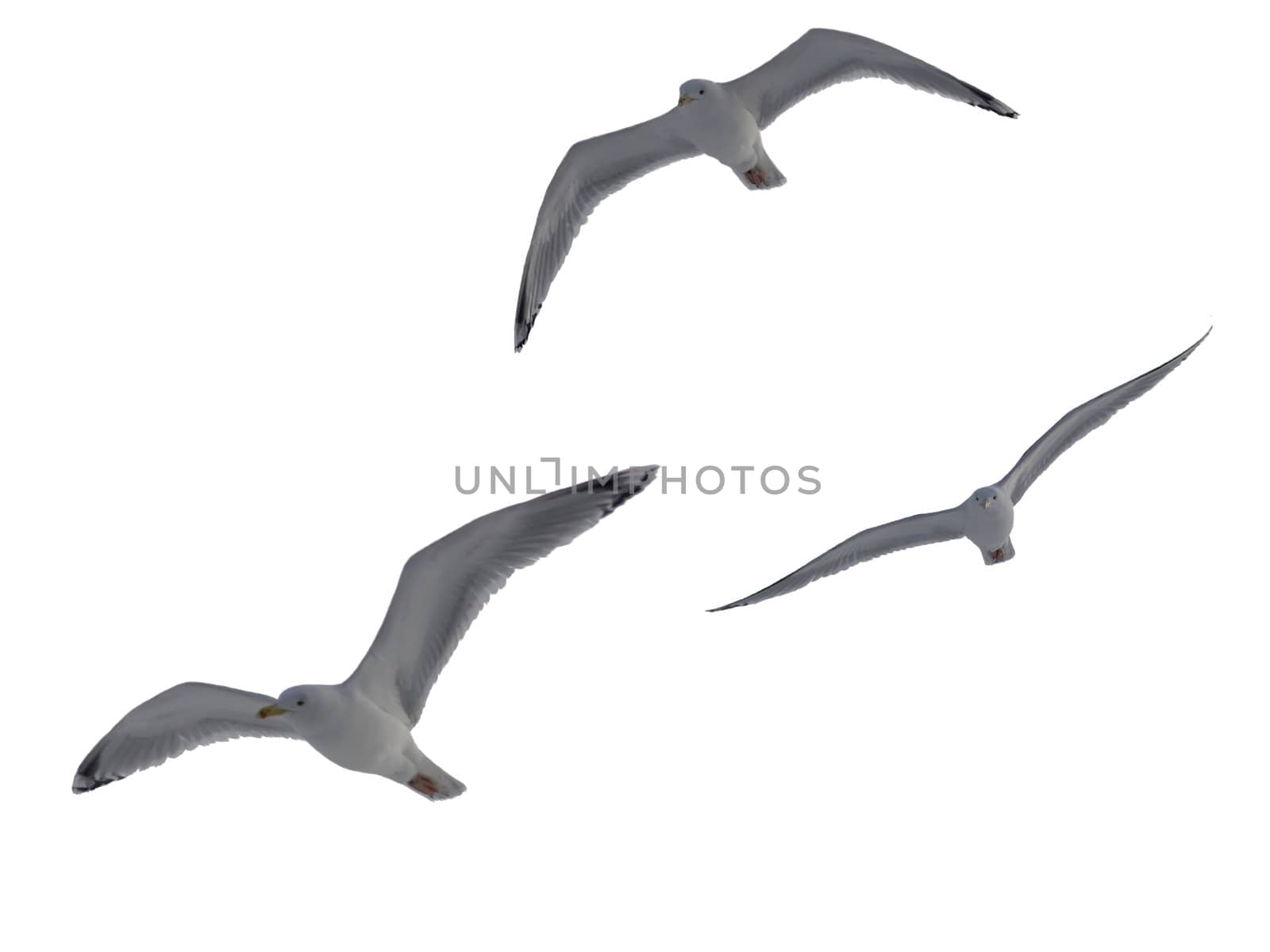 The seagull soaring on a white background