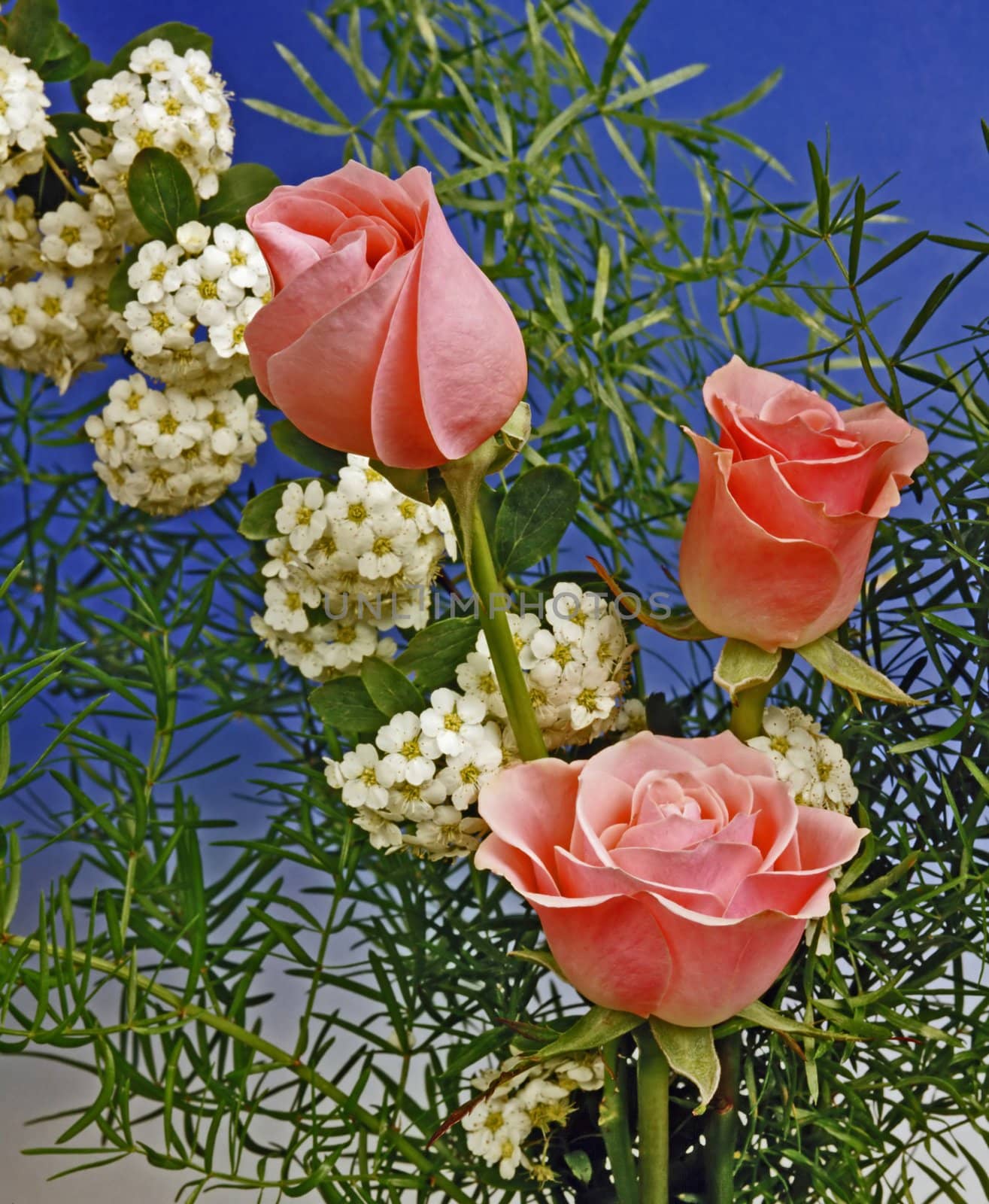 three roses with small white flowers