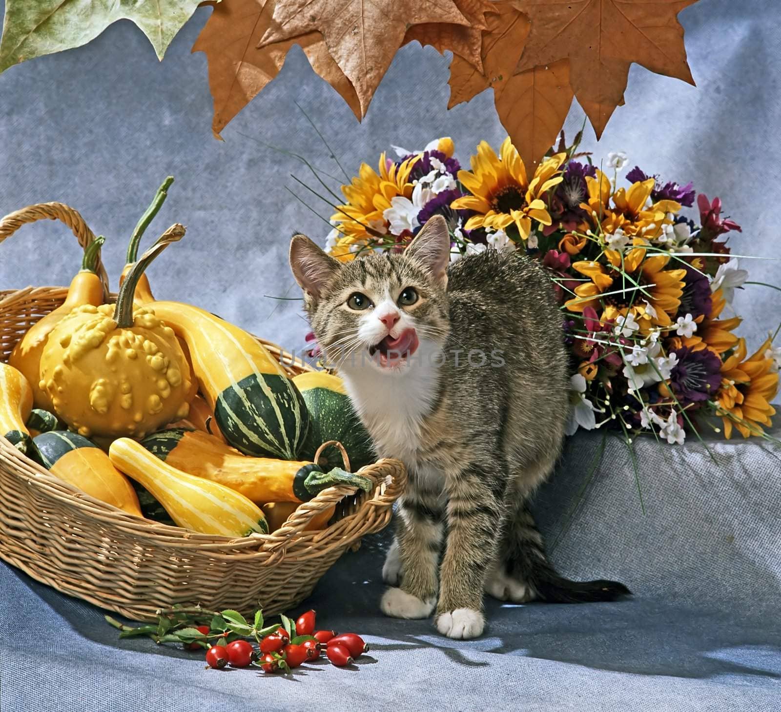 still life with cat and pumpkins