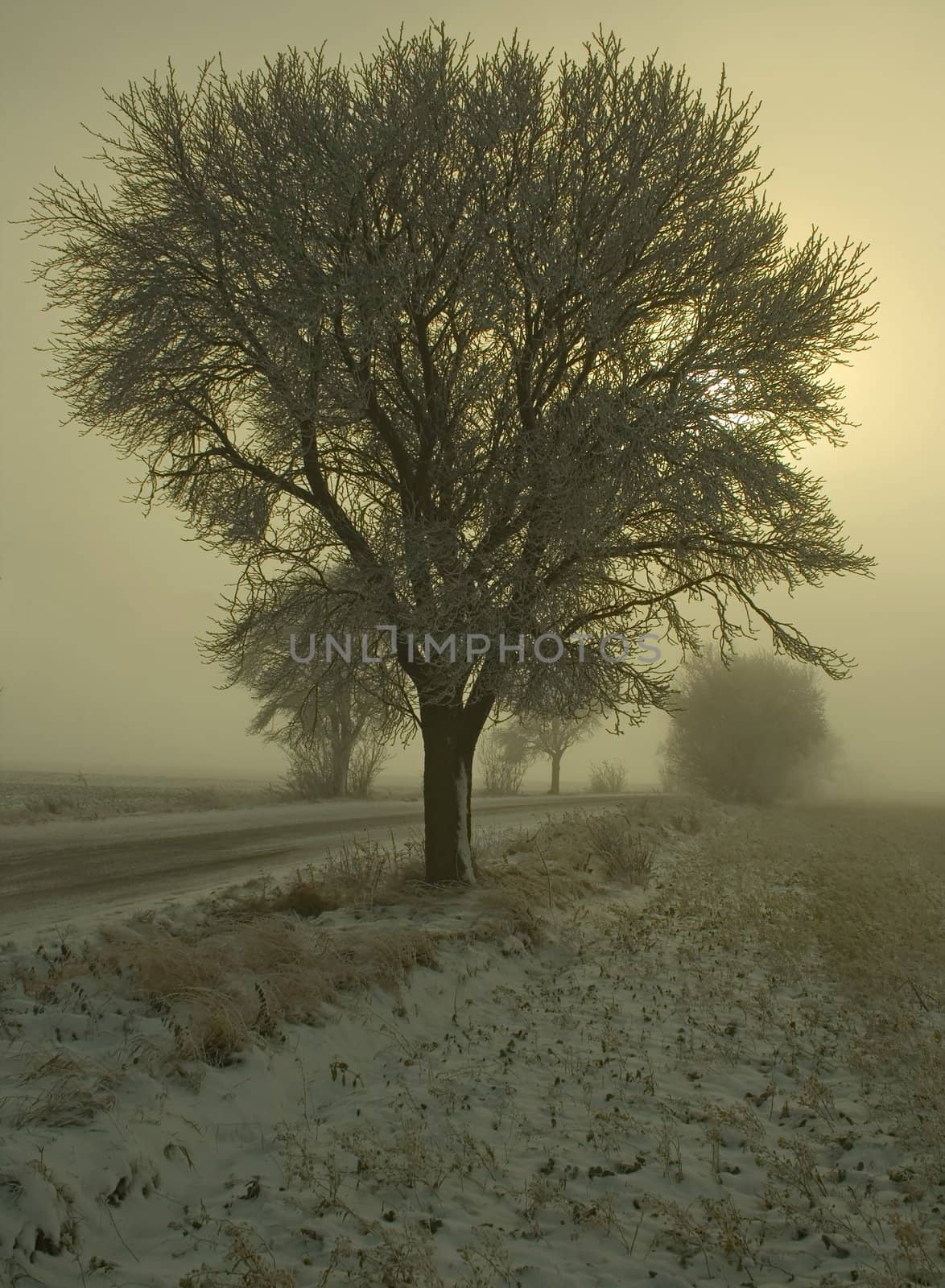 winter scenery with a tree by road covered with hoarfrost