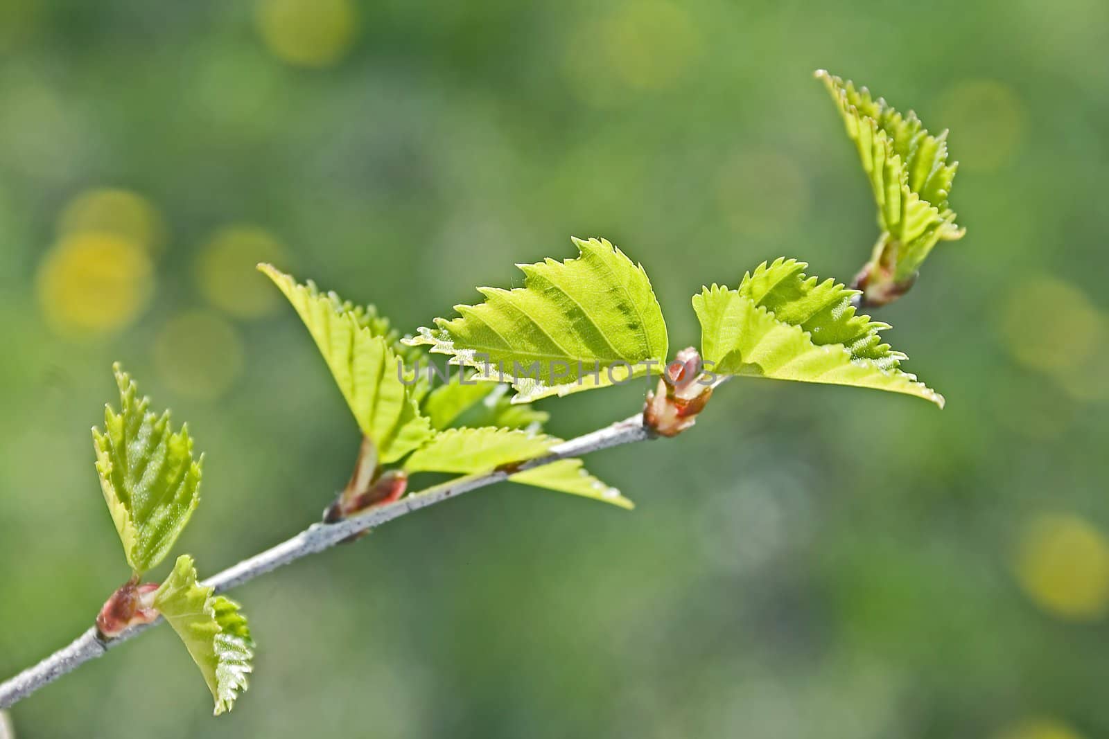 spring fresh green branch of a birch