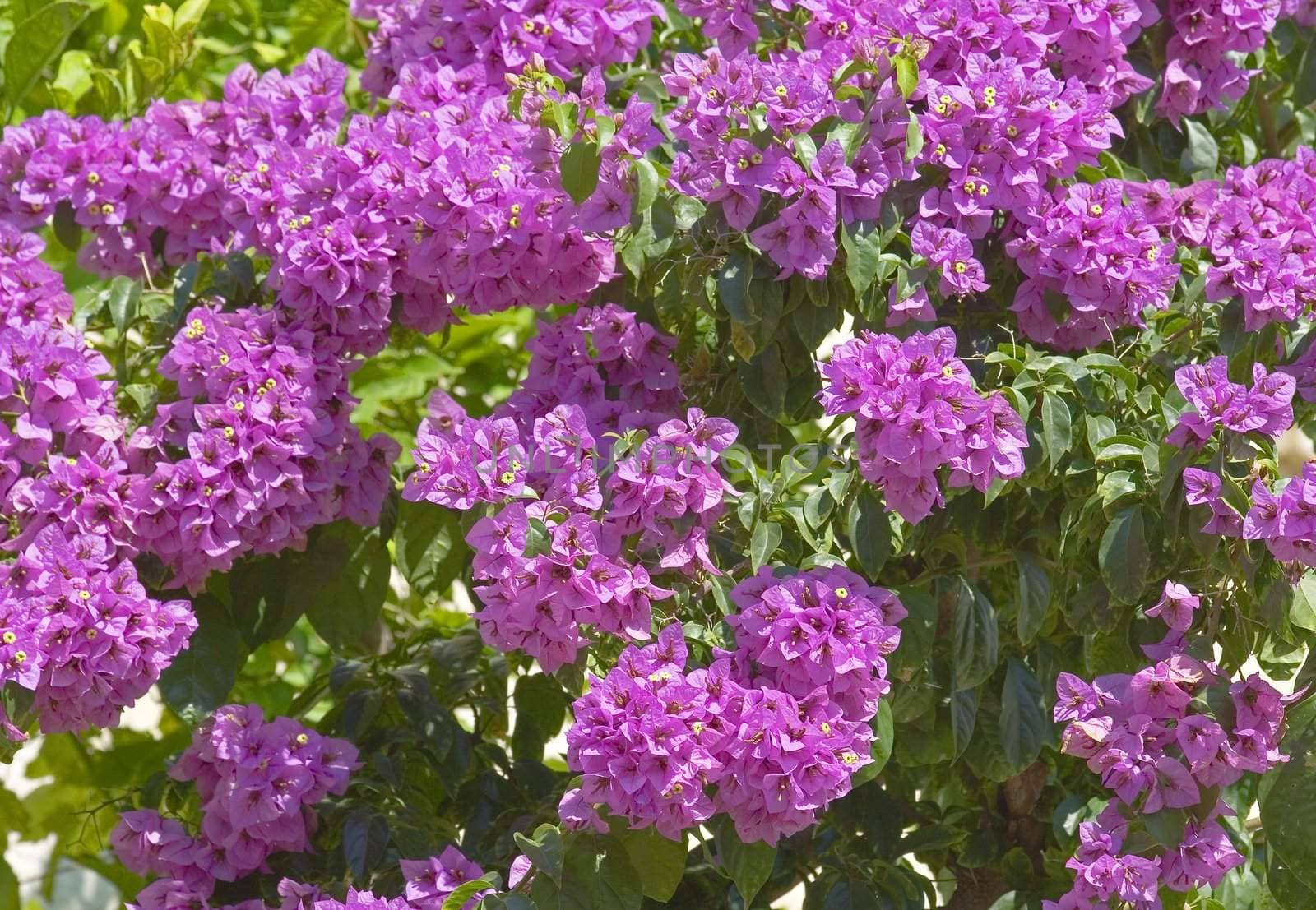 bougainvillea tree with rich flowers