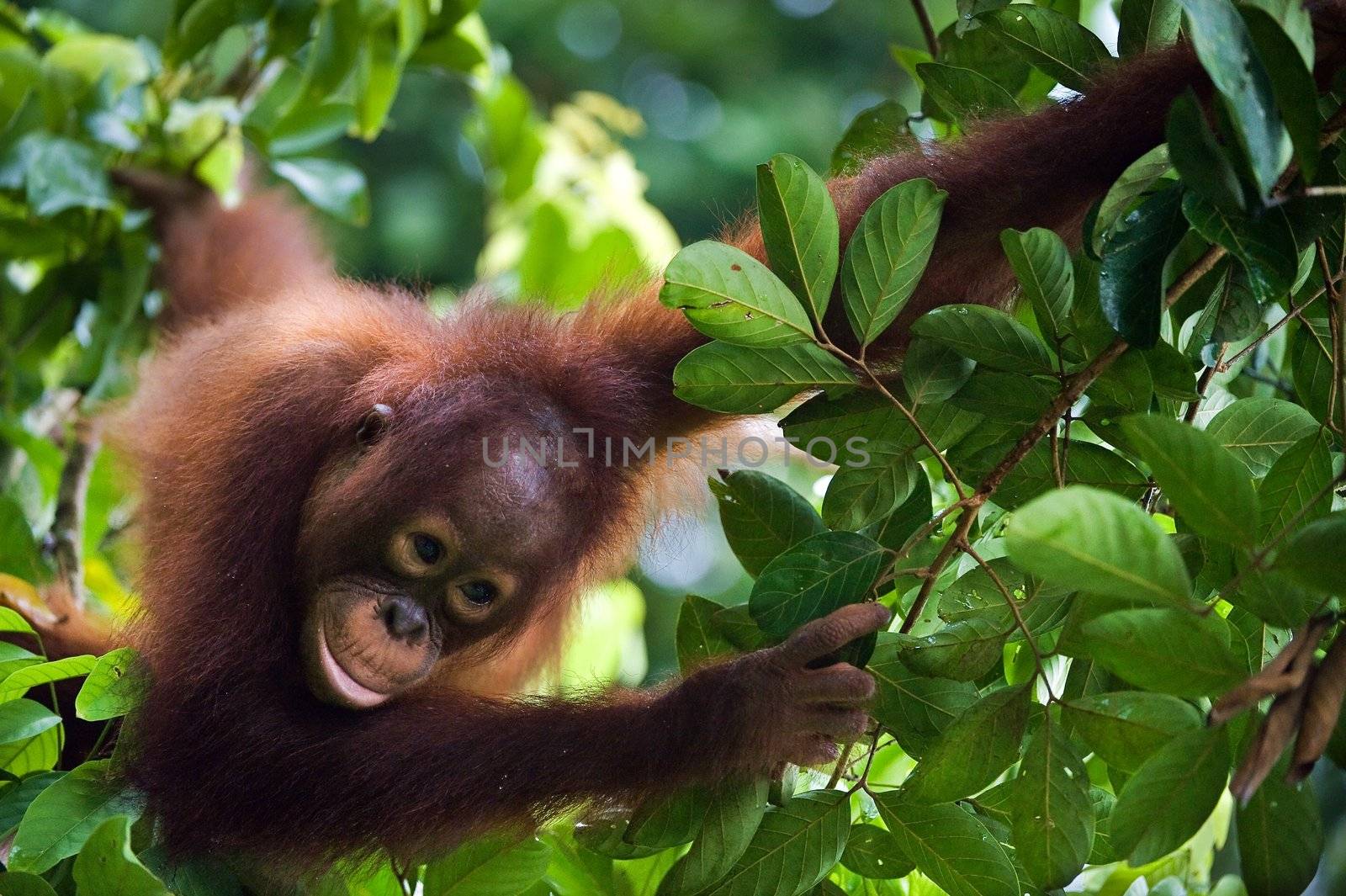Young  Orangutan  by SURZ