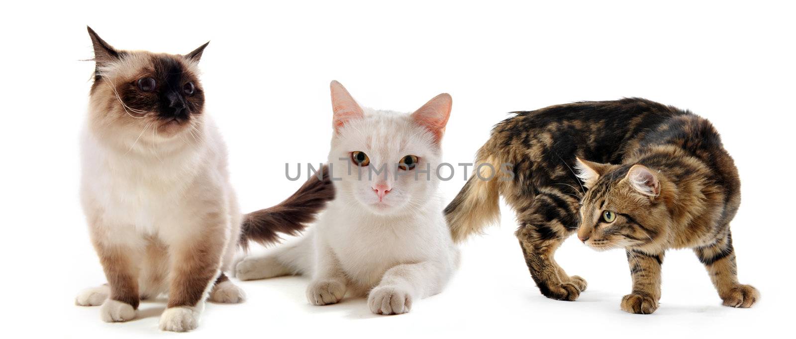 three purebred  cats staying on a white background
