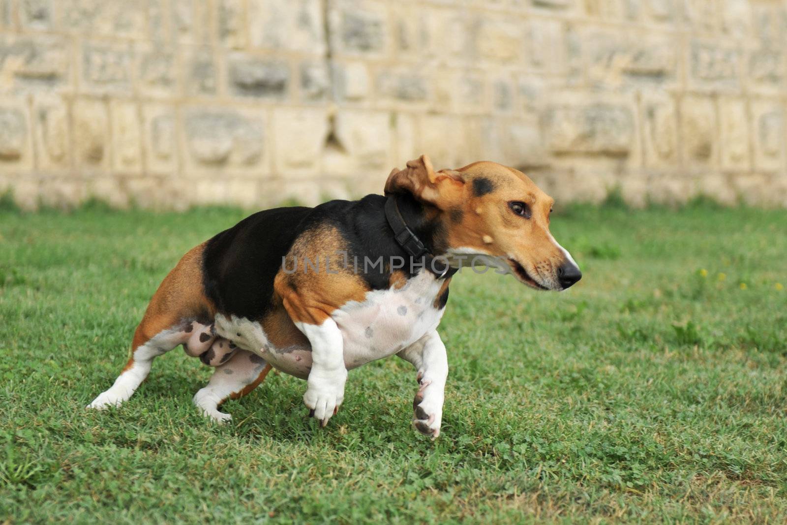 portrait of a  running purebred basset artesien (basset hound)