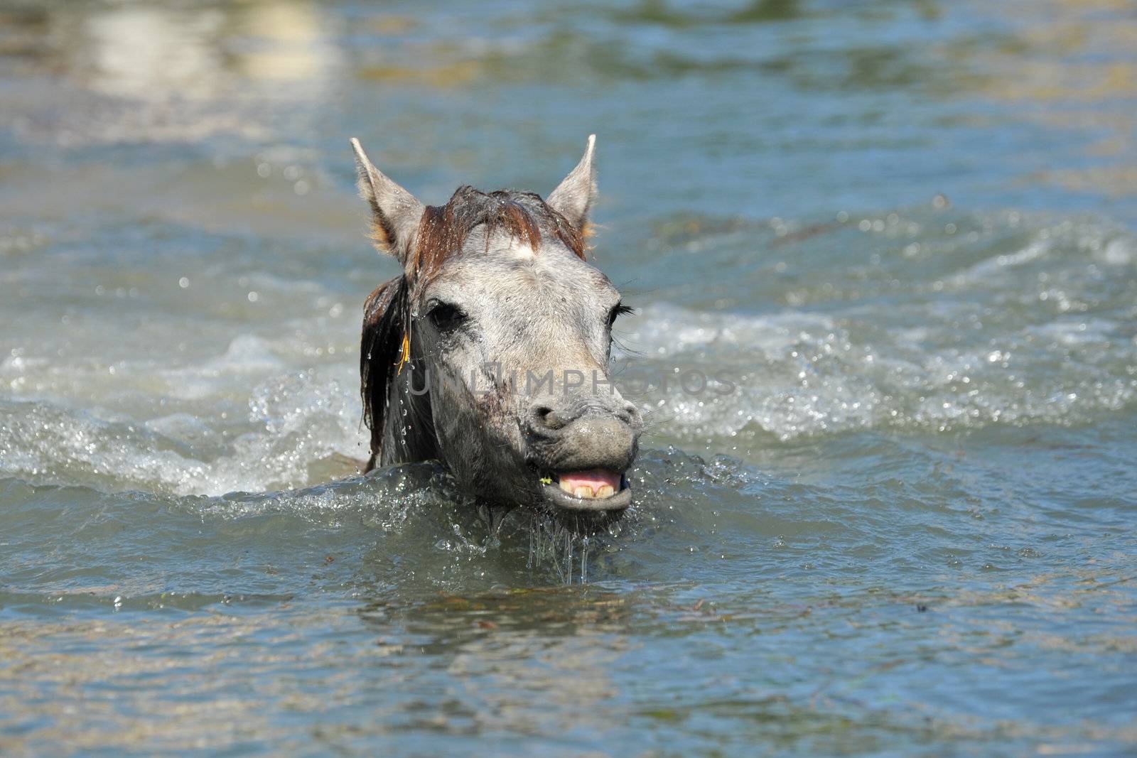 cute Camargue foal in the river swimming