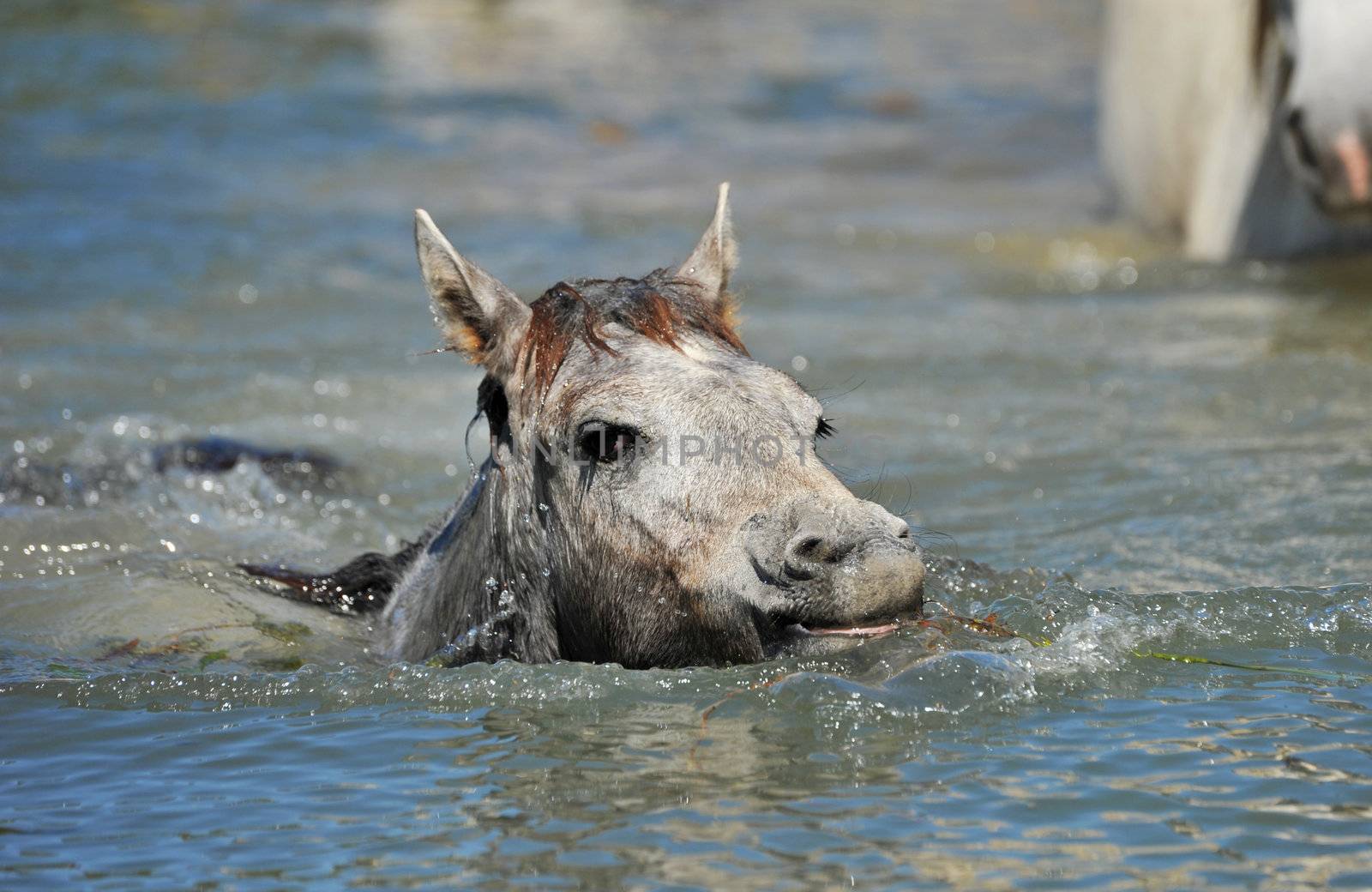 cute Camargue foal swimming in the river