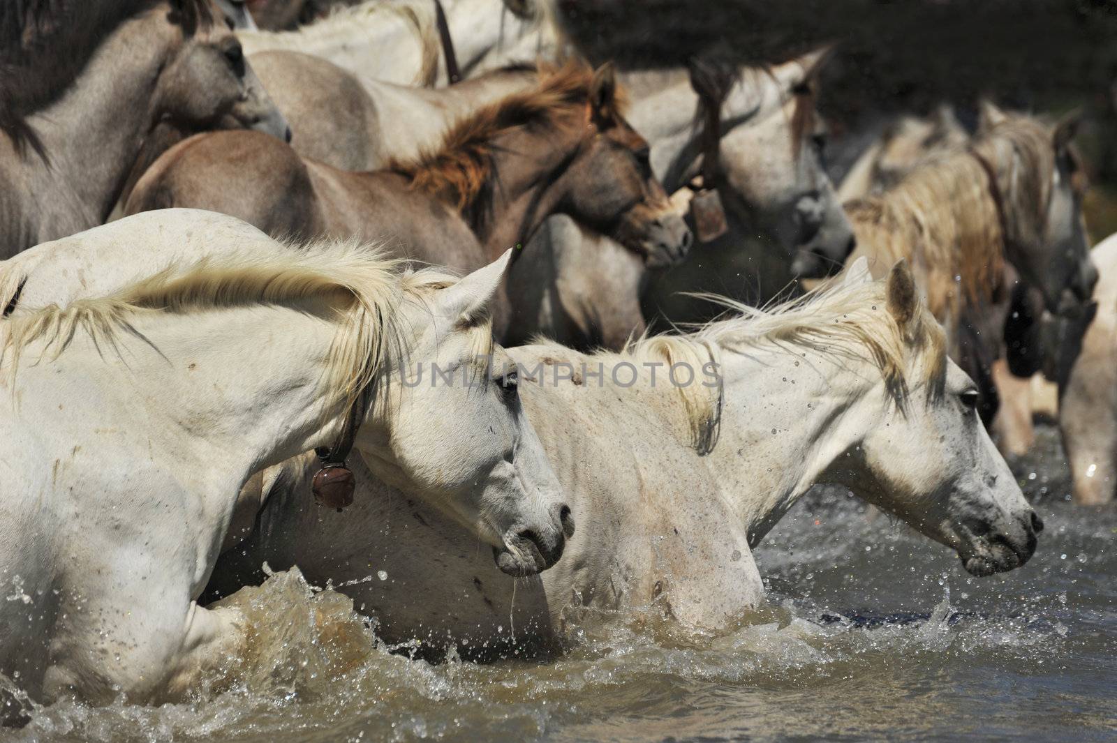 herd of Camargue horses and foal in the water