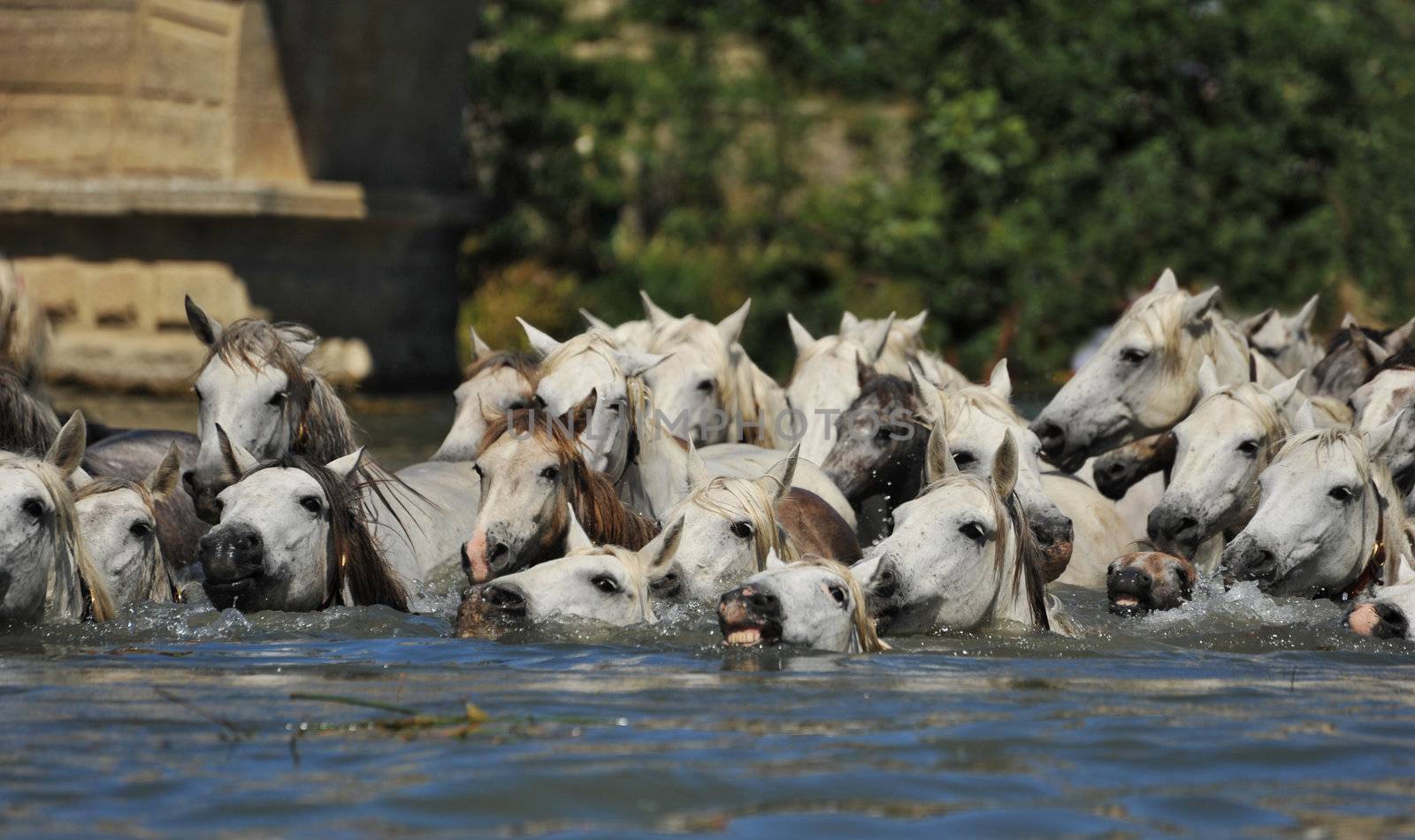 herd of Camargue horses and foal in the water