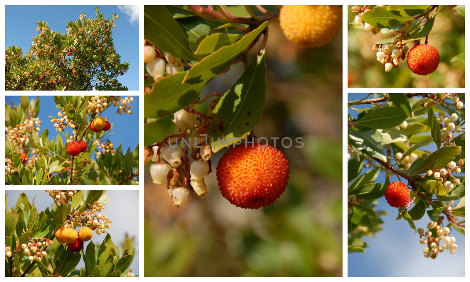 arbousier, tree in the south of France (Arbustus unedo)