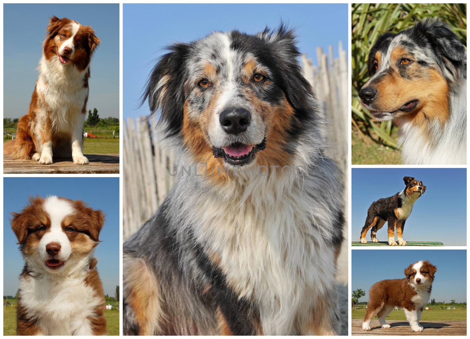 portrait of dogs and puppies australian sheepdogs outdoors