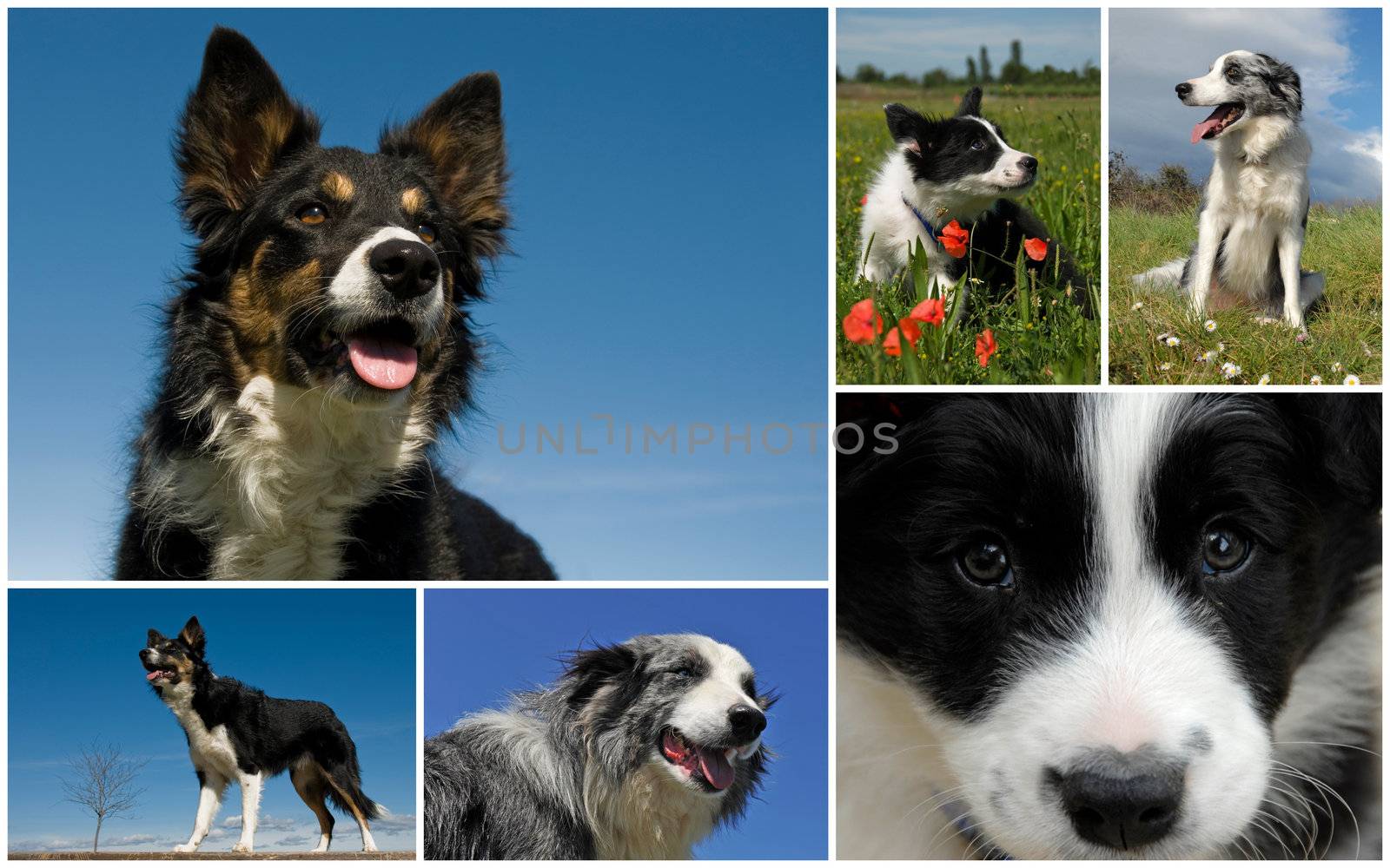 composite picture with purebred dogs and puppies border collie