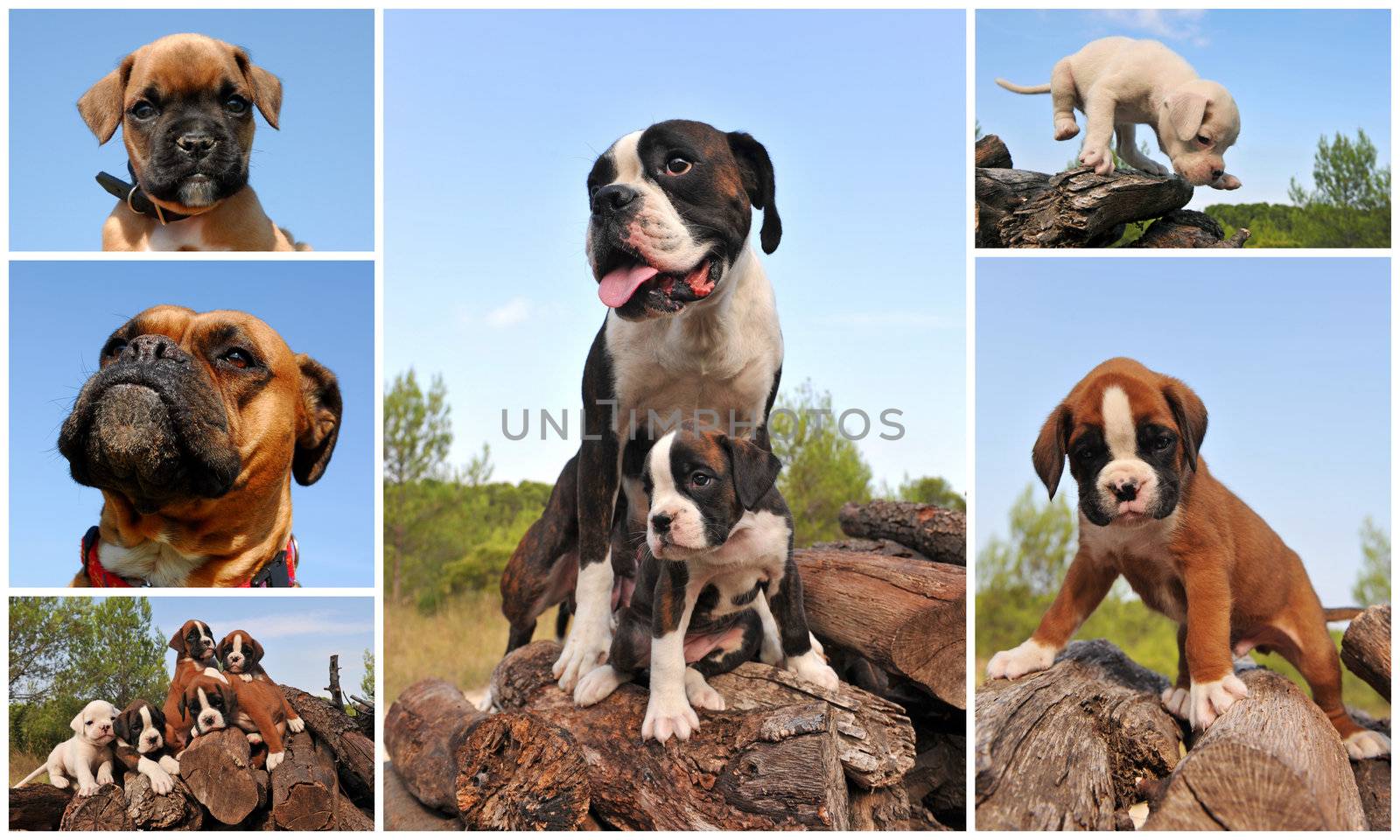 composite picture with purebred dogs and puppies boxer outdoors