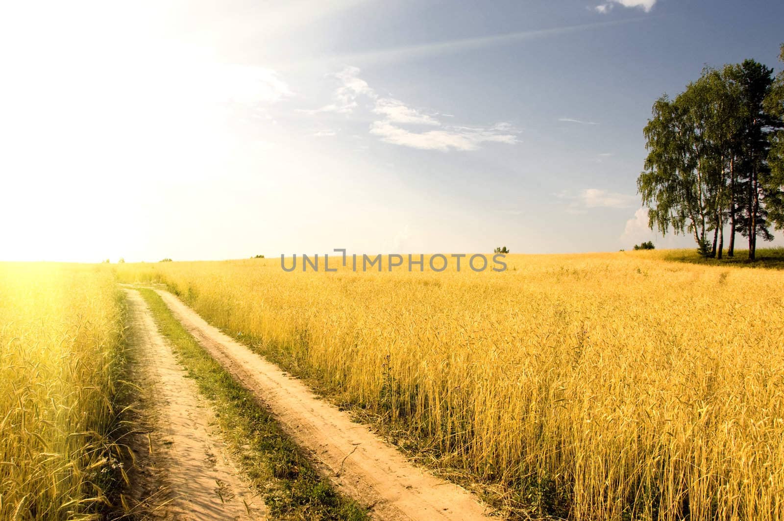 field of grass  on background distant wood in sunset