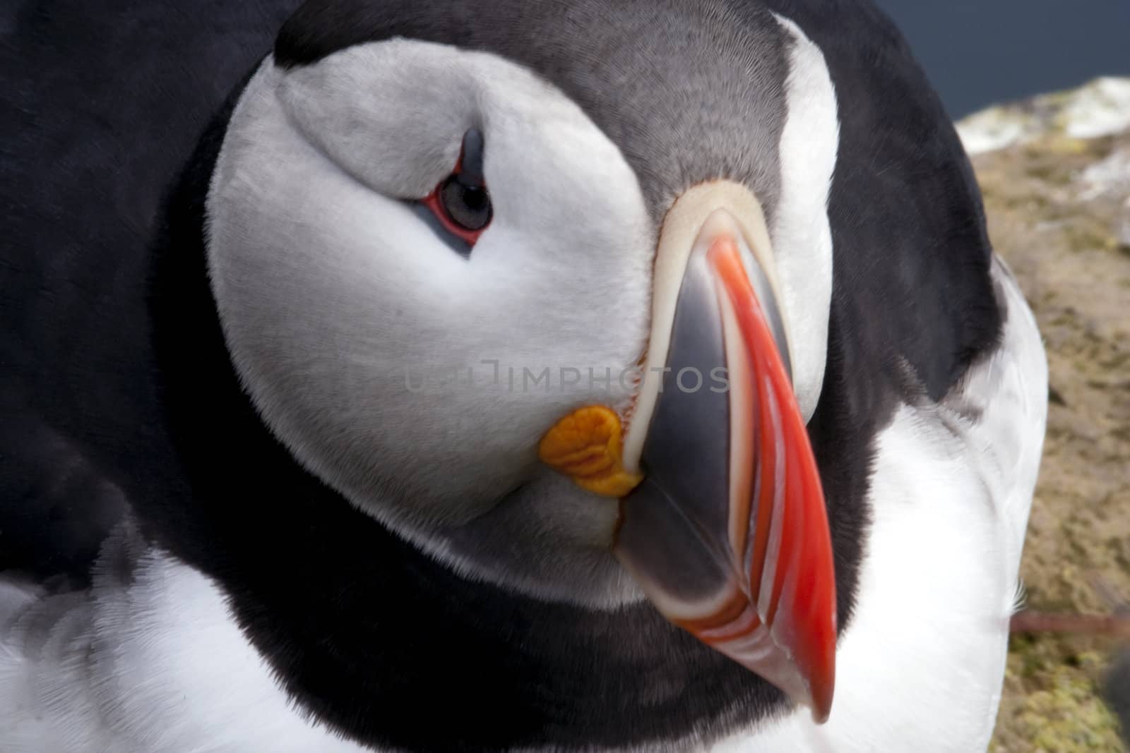 Close up of Atlantic Puffin.  Iceland, Latrabjarg Cliffs, a remote, high cliff rookery site.