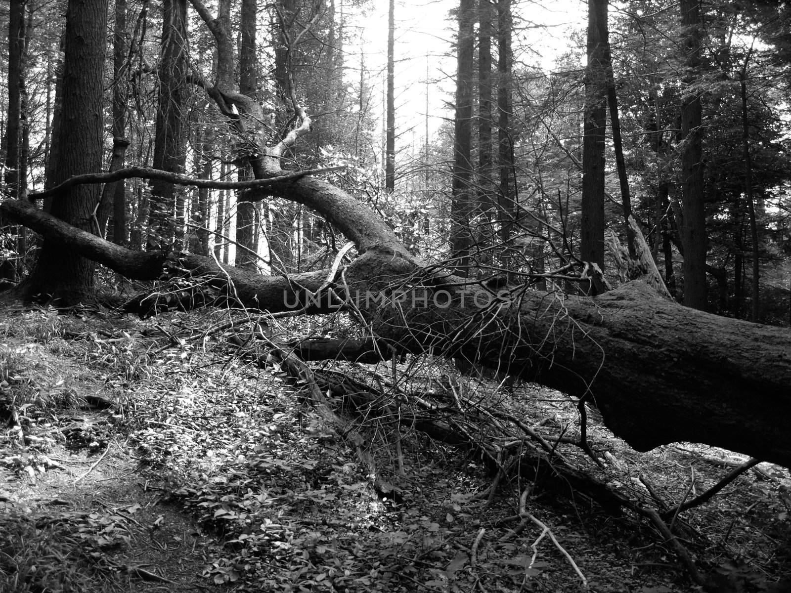 Fallen tree shown in black and white