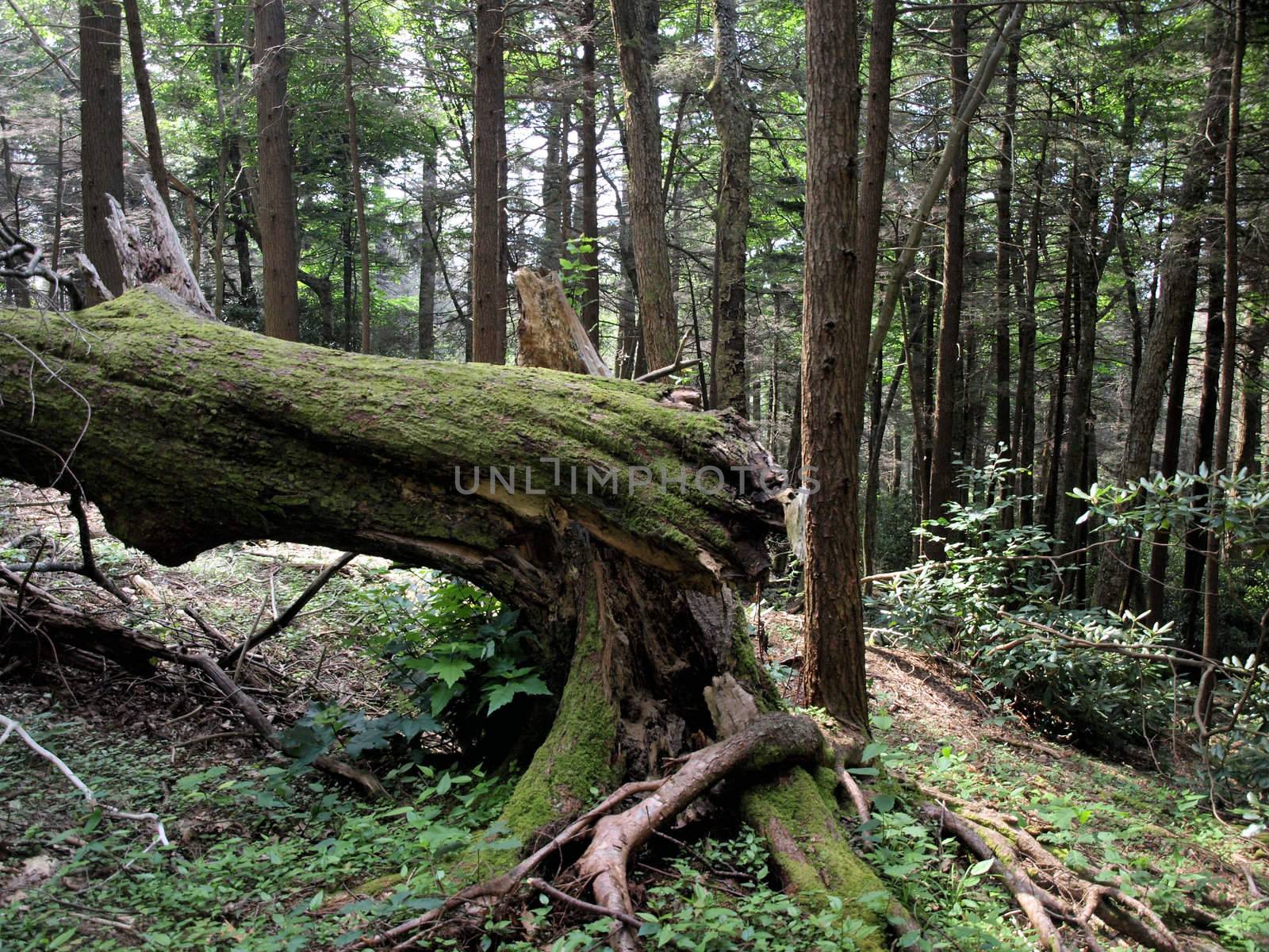 Fallen tree trunck covered with moss on along a king trail