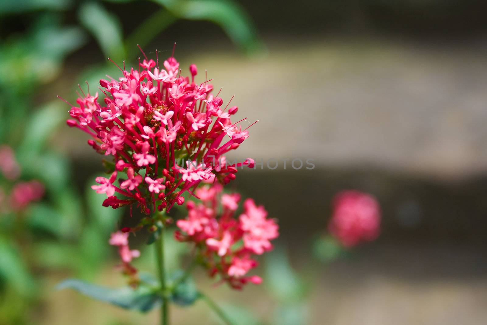 Red flower with out of focus background in Barcelona