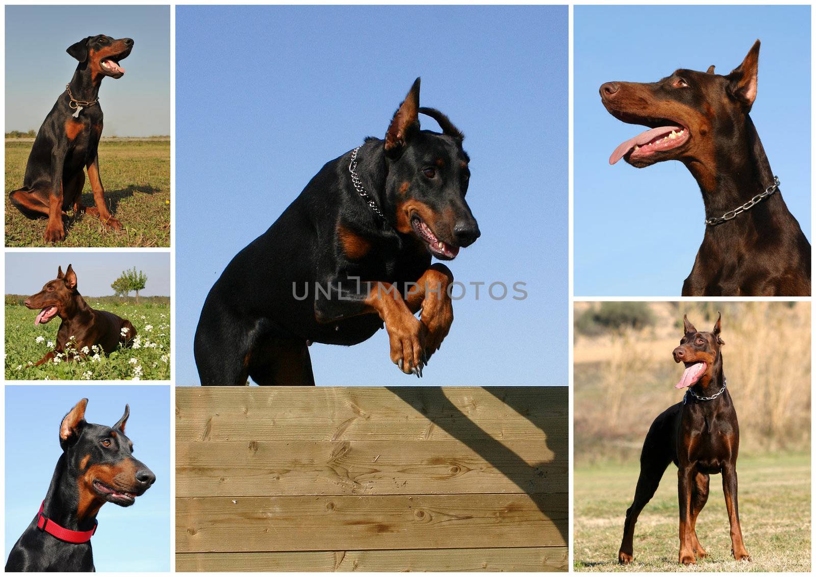 doberman by cynoclub