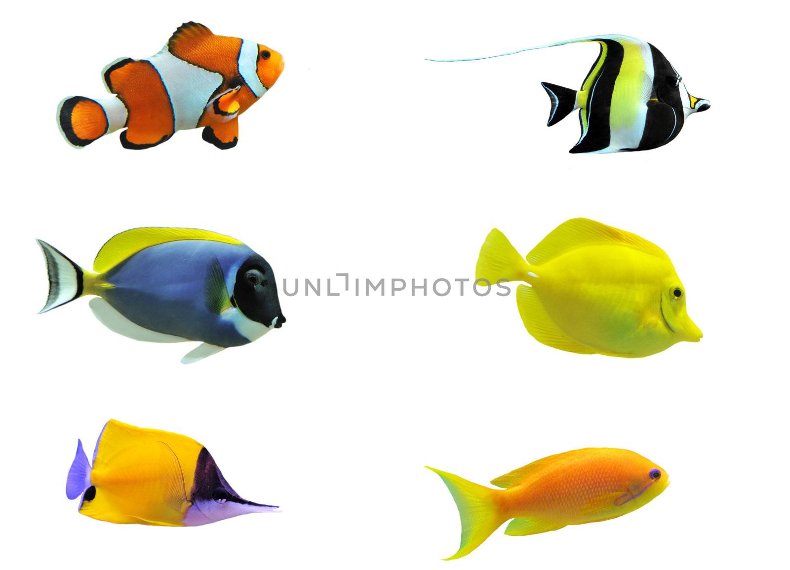 full side view of tropical fish isolated on white