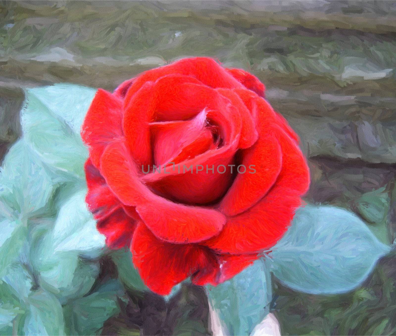 Rose by whitechild