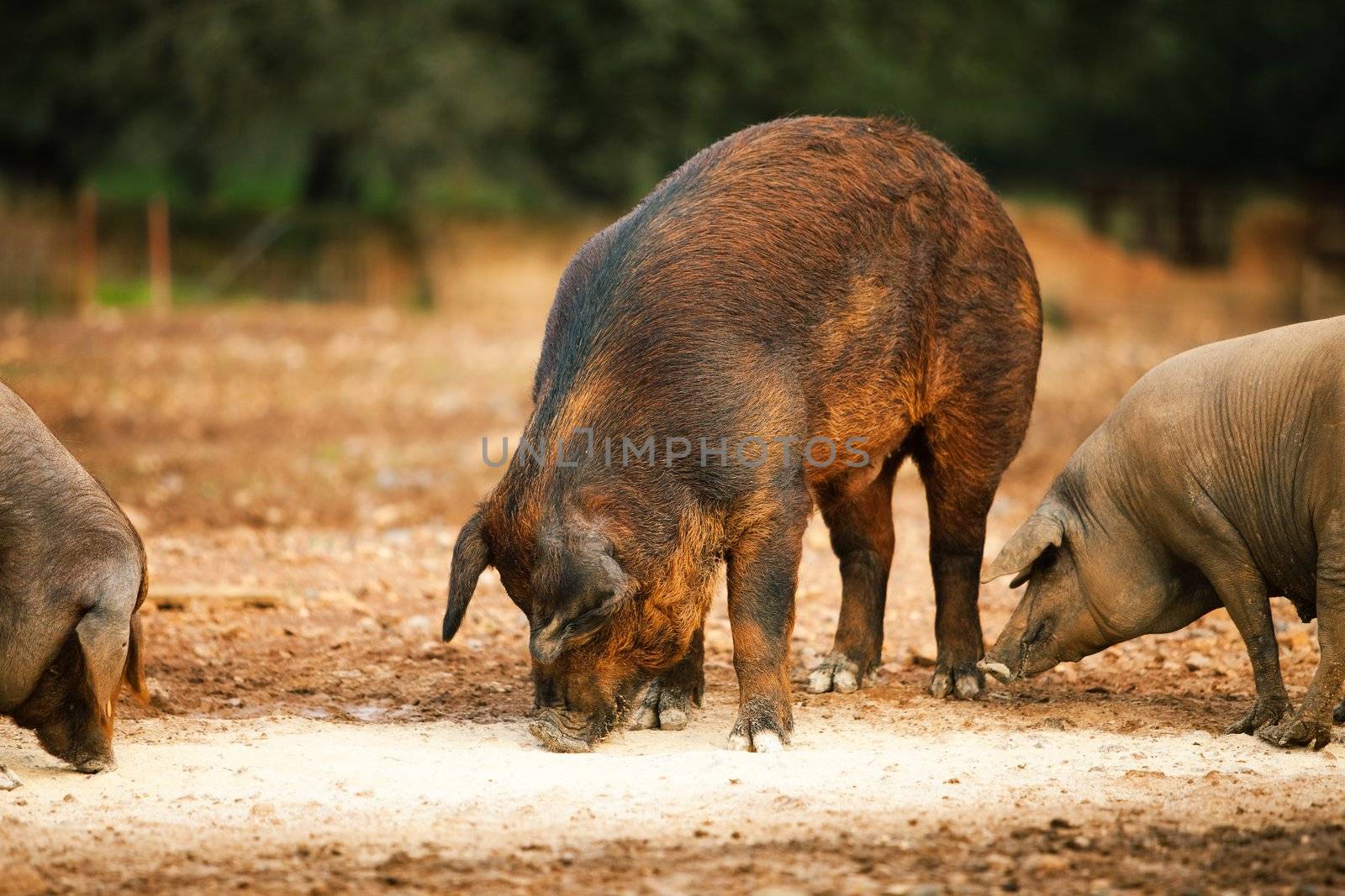 Pig farming by Gravicapa