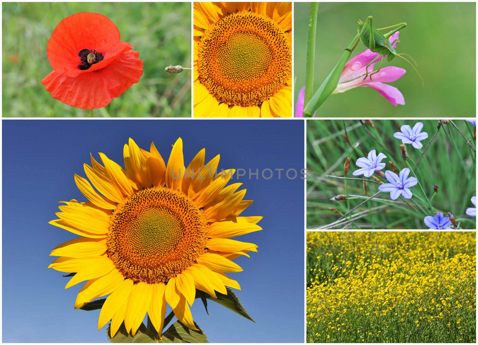 colorfull flowers in blue sky and field in spring